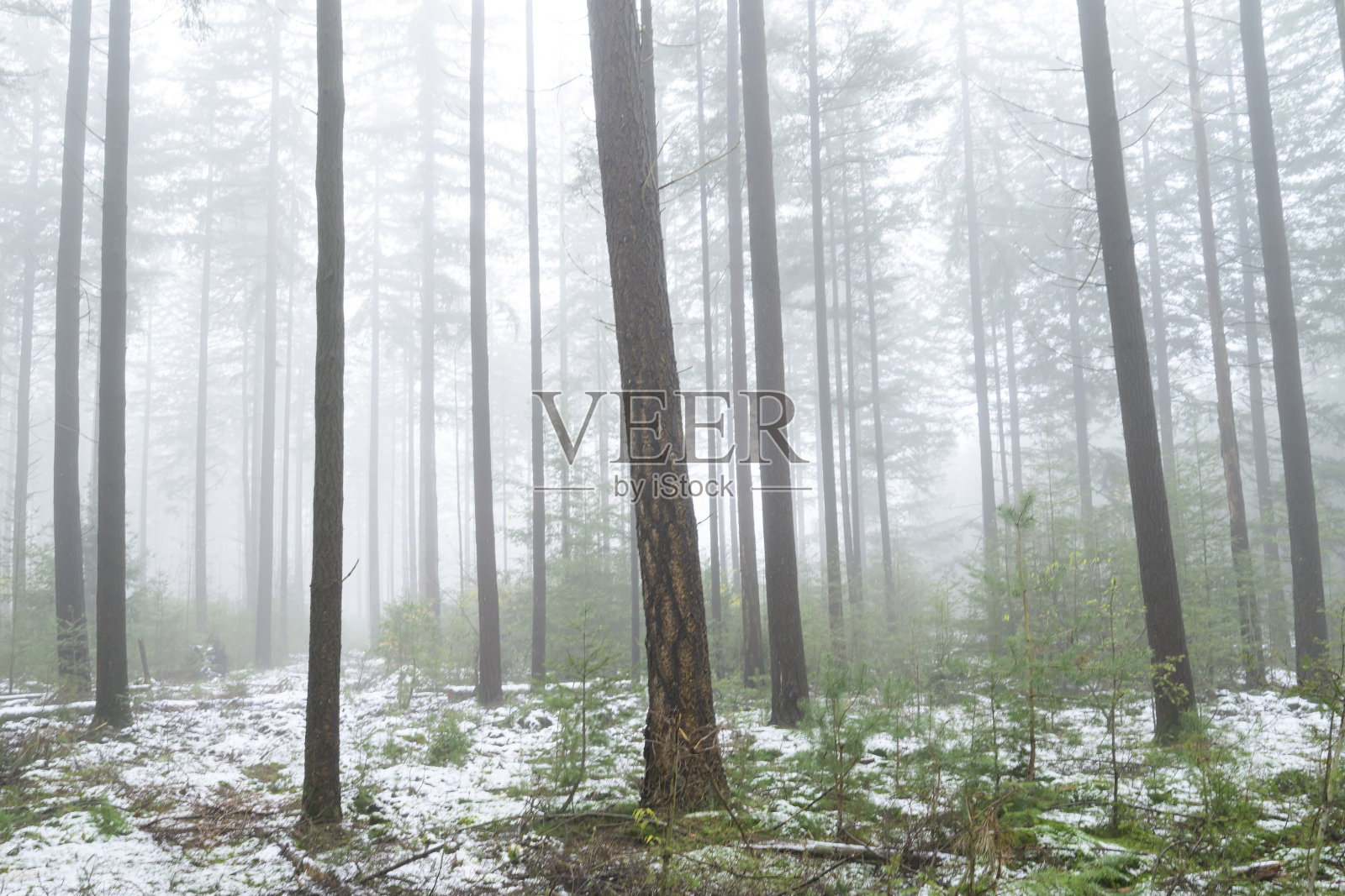 在寒冷的冬季早晨，白雪皑皑的松树林照片摄影图片