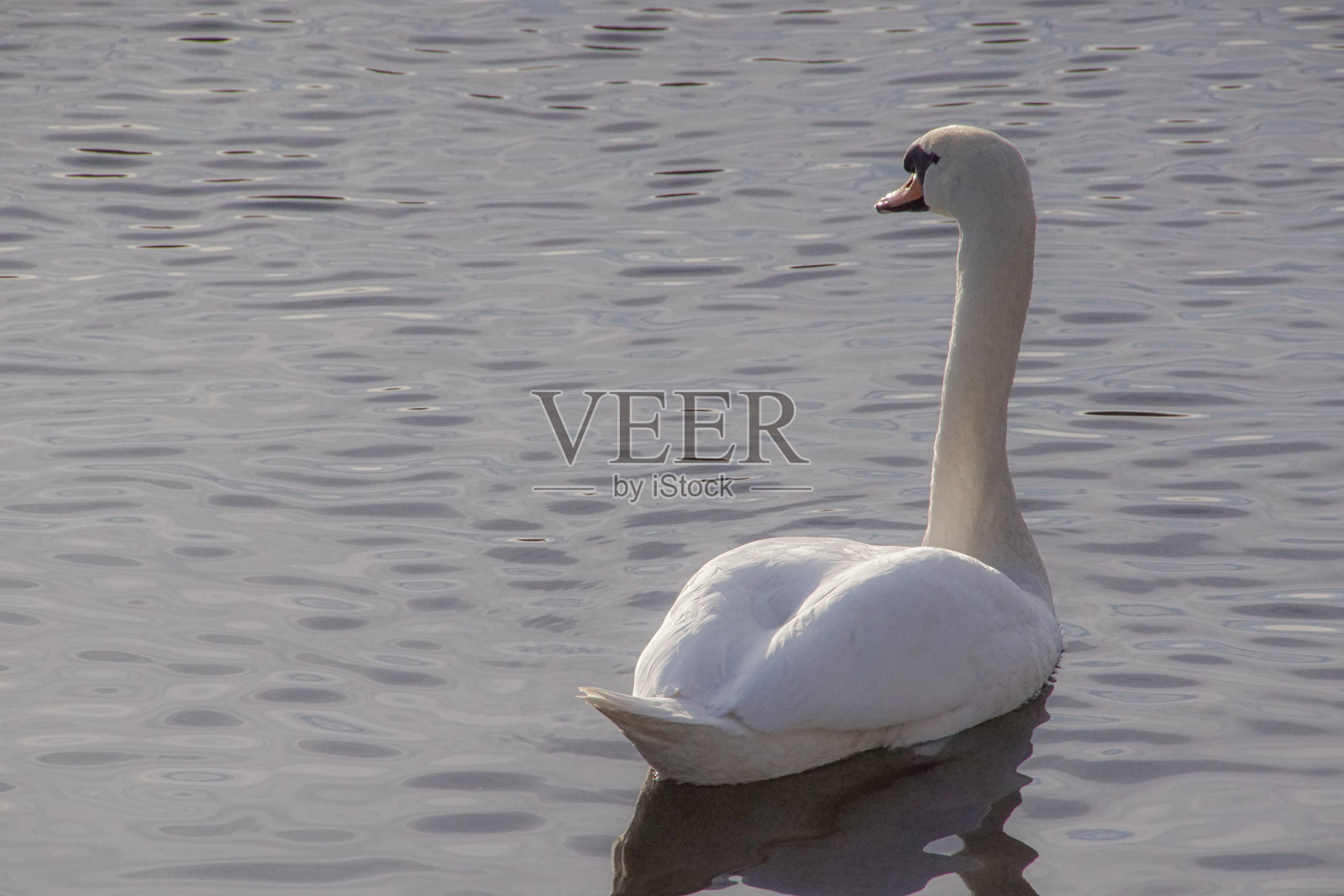 一只天鹅在湖里游泳照片摄影图片