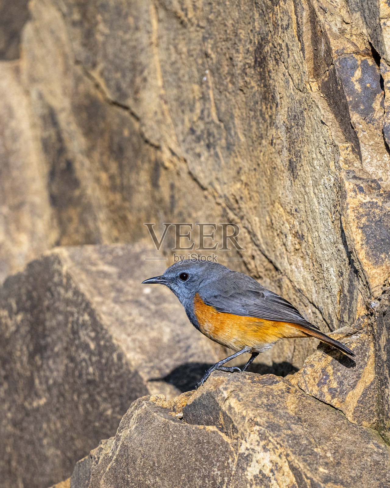 红岩鸫，沙特阿拉伯阿西尔山脉照片摄影图片