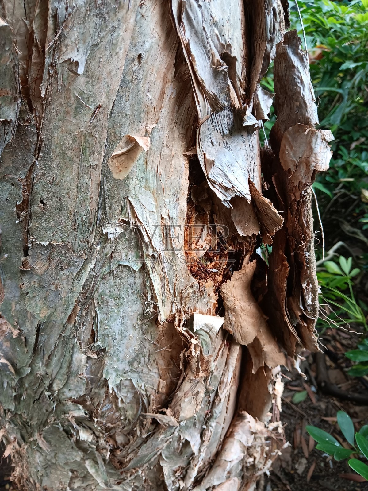 纸树皮树的纸像树皮照片摄影图片
