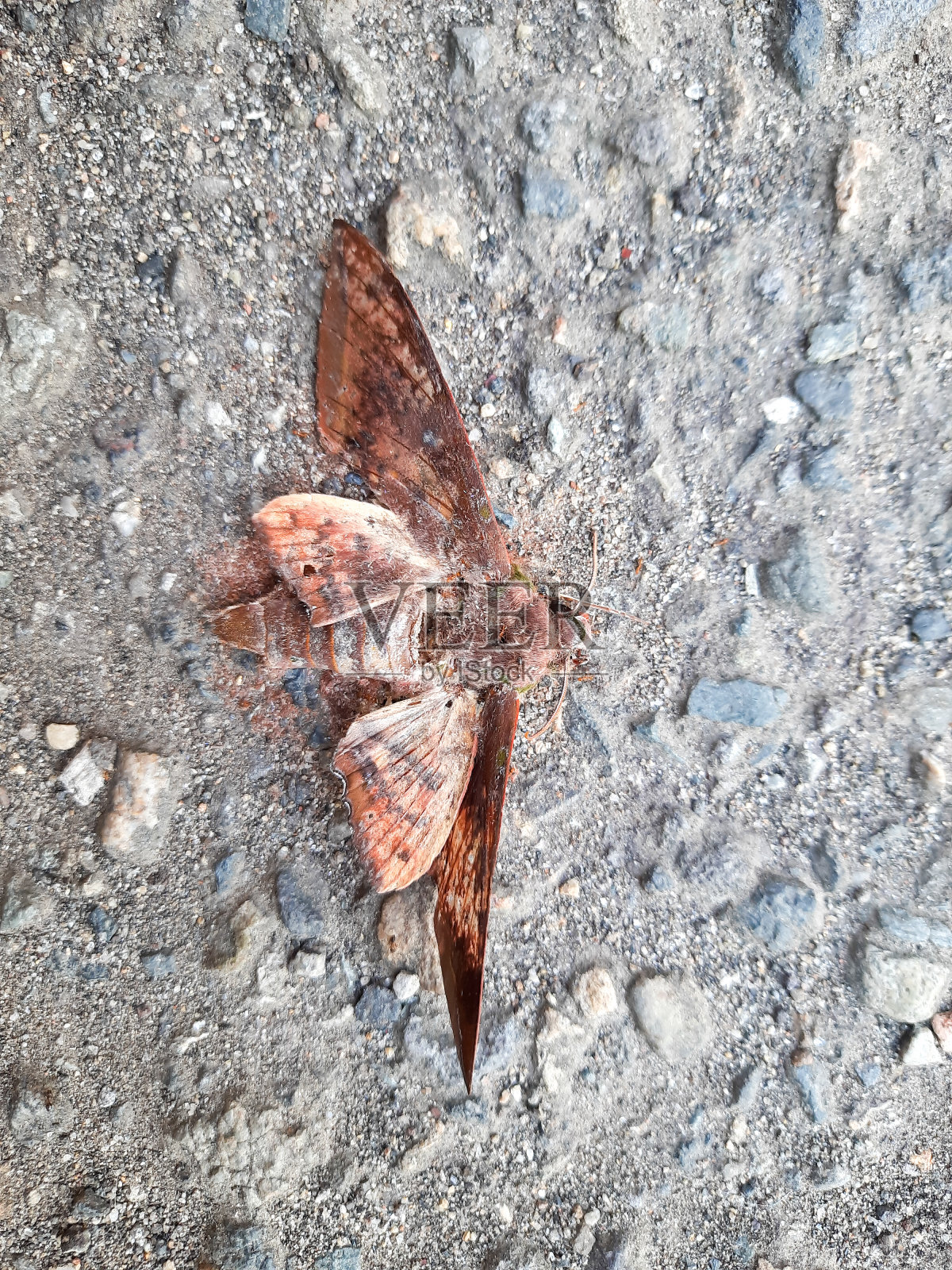 这是一只蝴蝶的俯视图，它已经死了，变成了尸体，躺在路上照片摄影图片