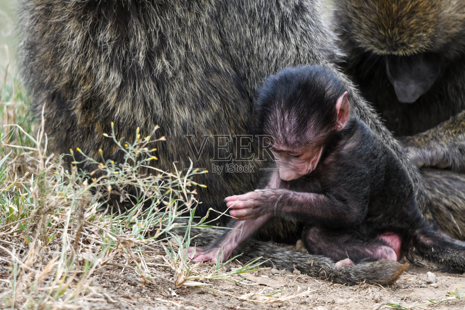 非洲丛林和稀树草原上的橄榄狒狒家族。妈妈给宝宝梳洗照片摄影图片