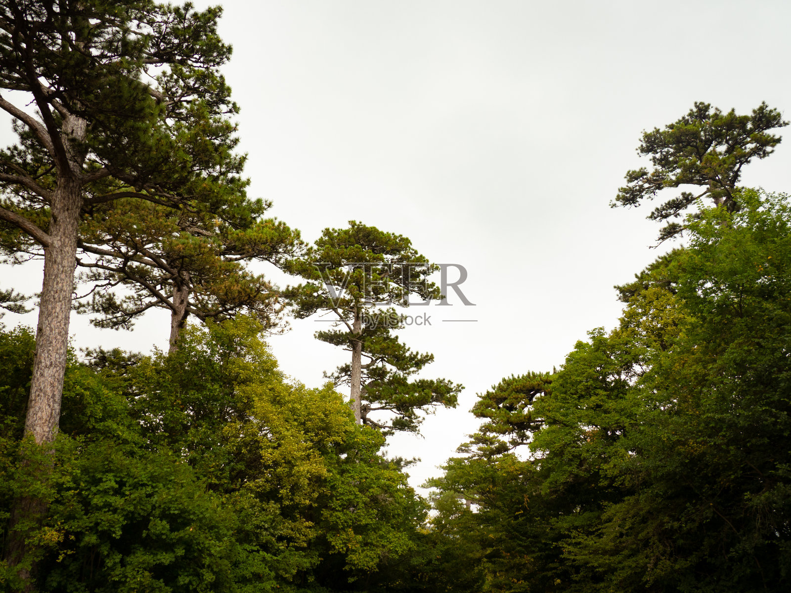 阴暗的老松林。背景和文本照片摄影图片