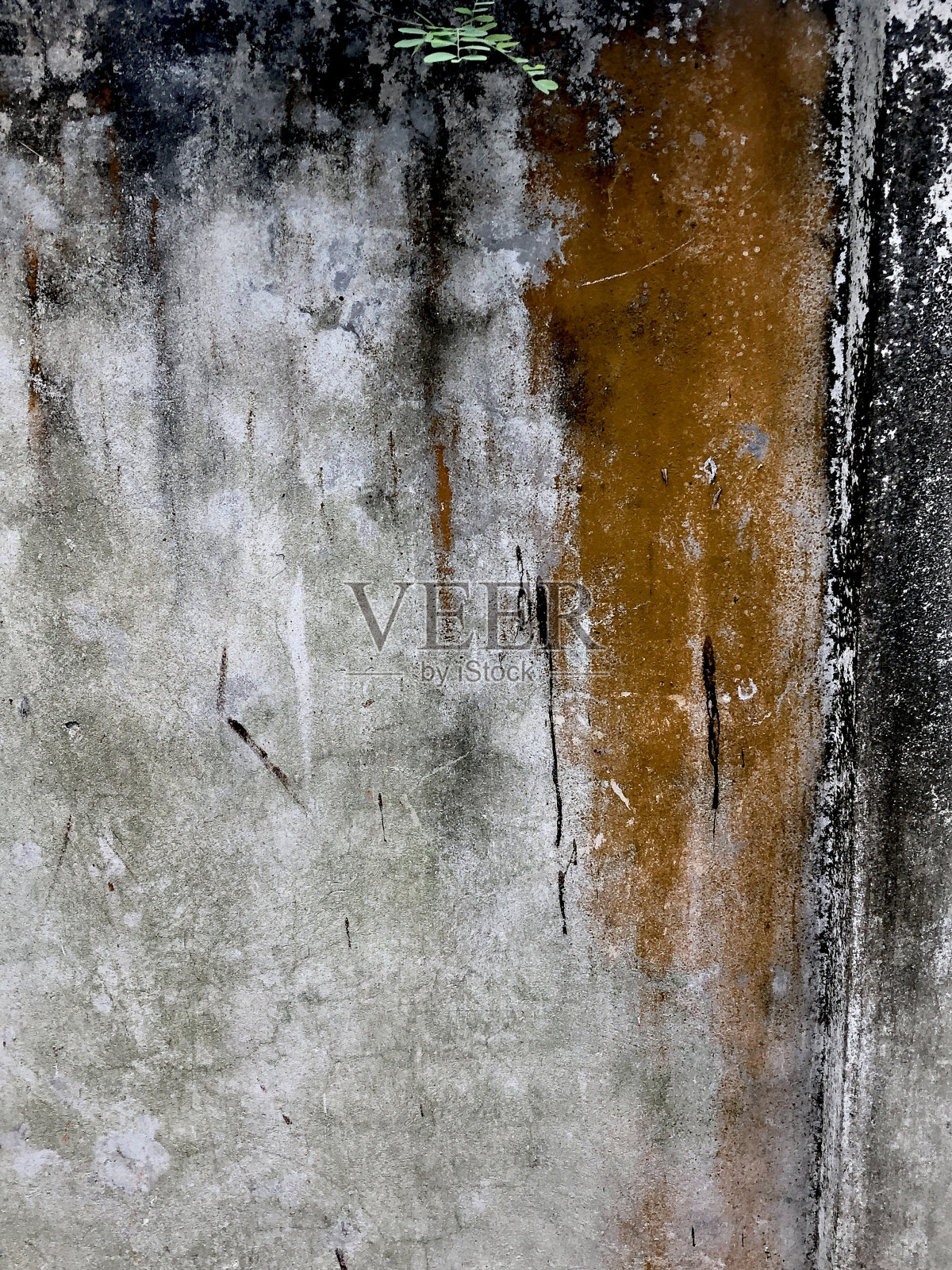 墙上长满了苔藓照片摄影图片