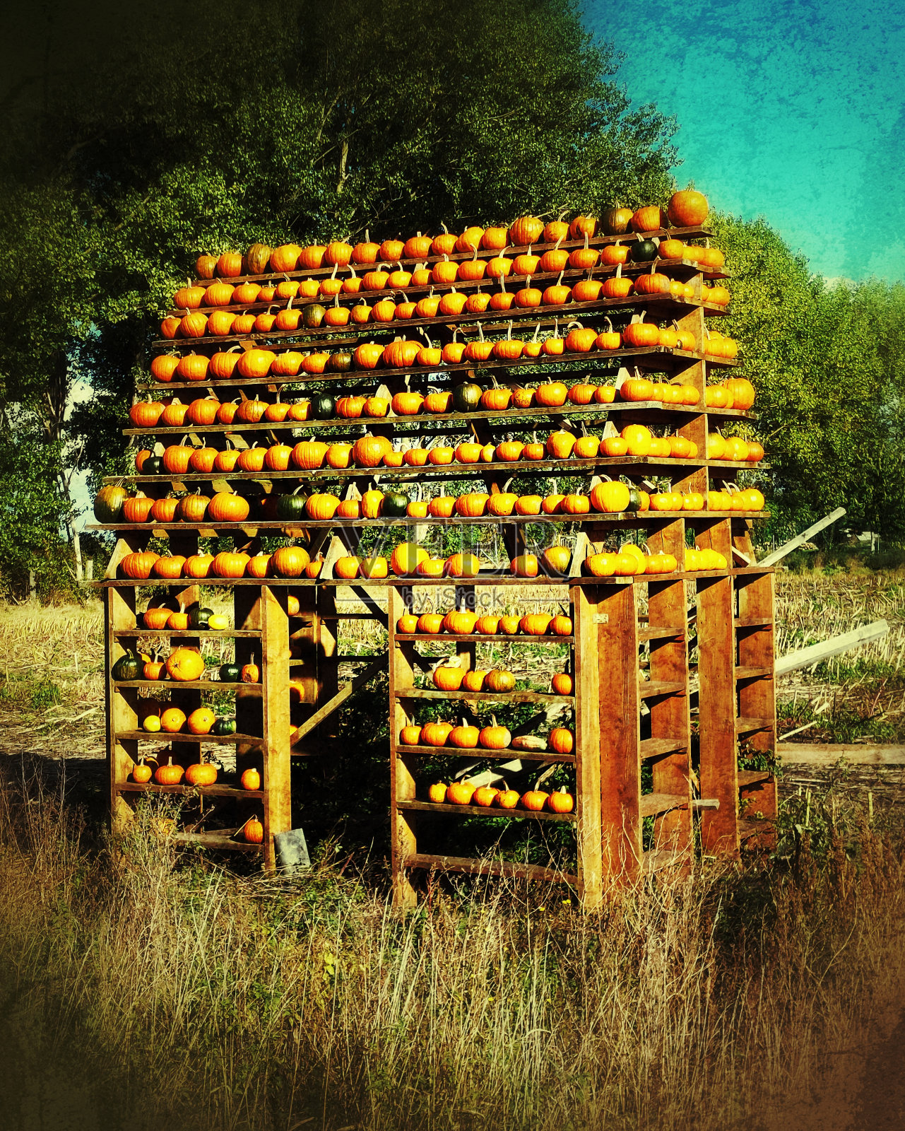 一个架子上堆满了南瓜的破烂画面照片摄影图片