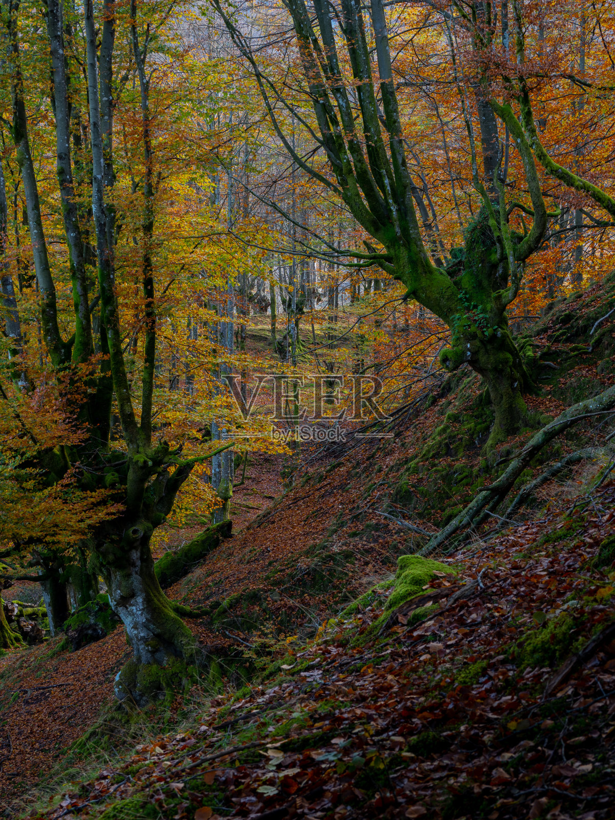 秋季坡林的自然景观照片摄影图片