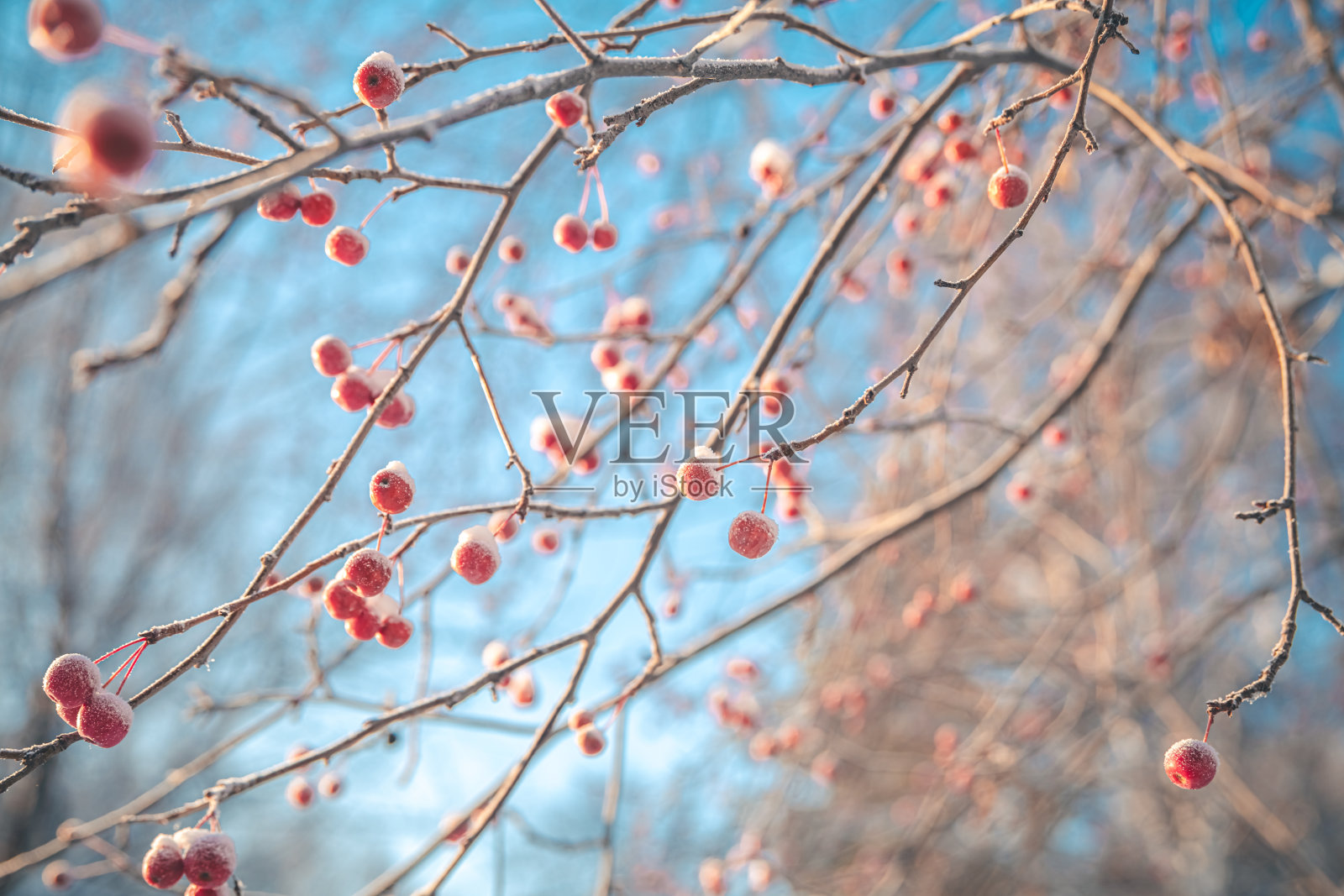 冬天雪下的小苹果照片摄影图片
