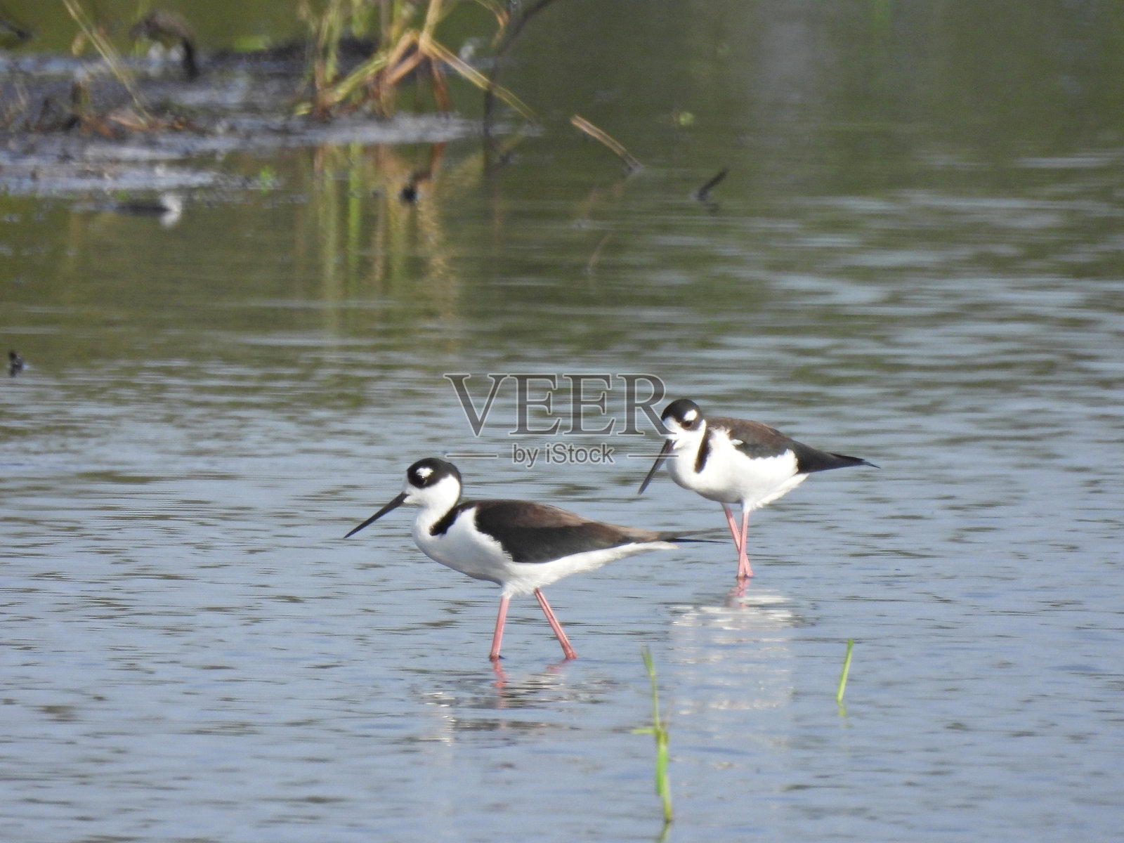 黑颈高跷(墨西哥人)-在湖中行走照片摄影图片