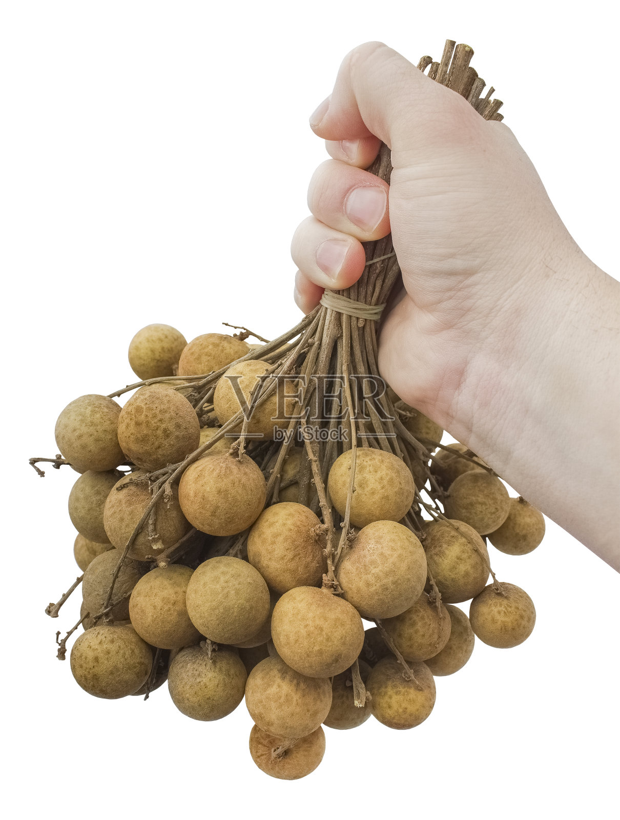 一位农民的手拿着桂圆庄稼。白色背景上的孤立物体照片摄影图片