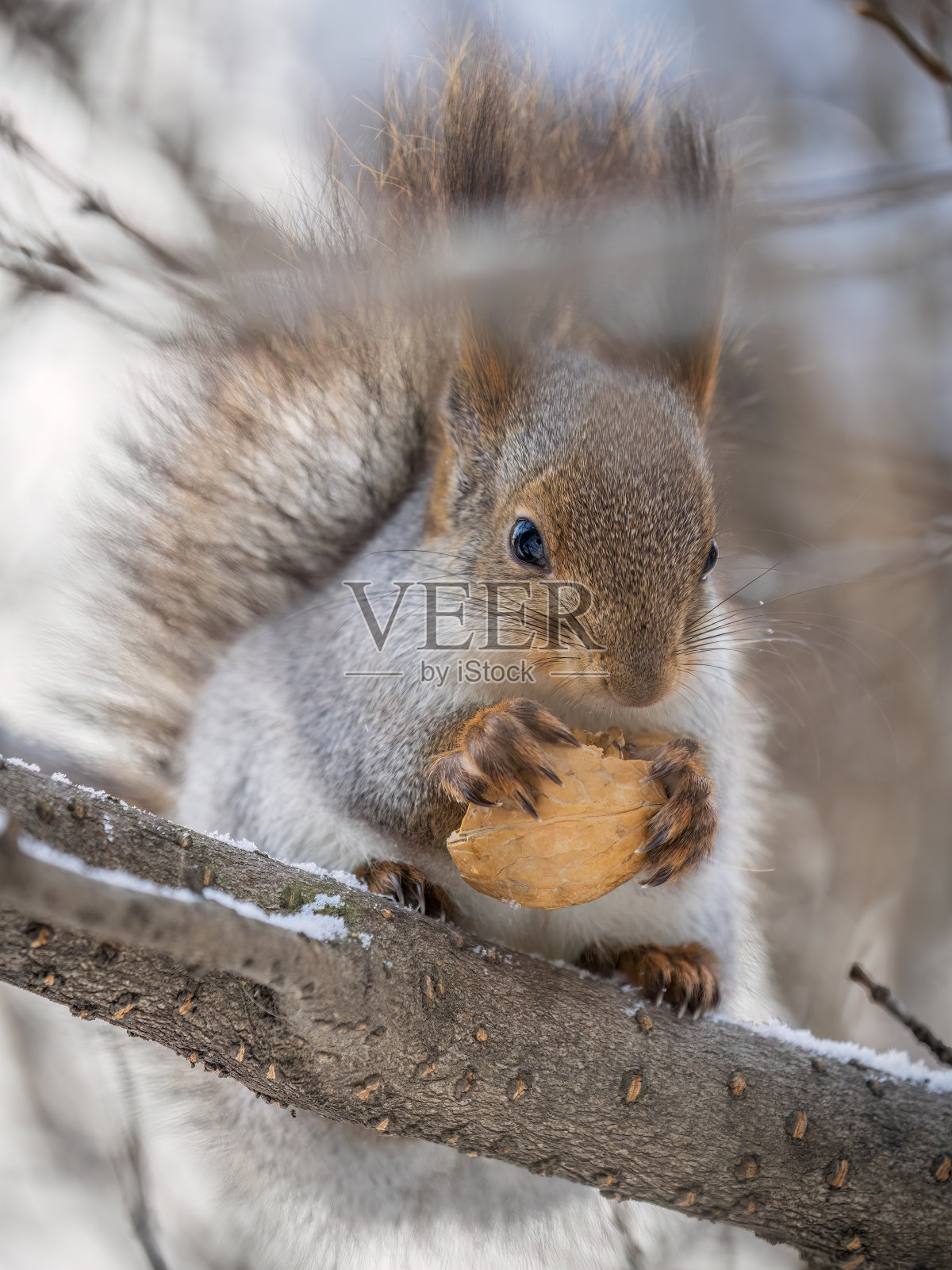在冬天或深秋，带着坚果的松鼠栖息在树上。照片摄影图片