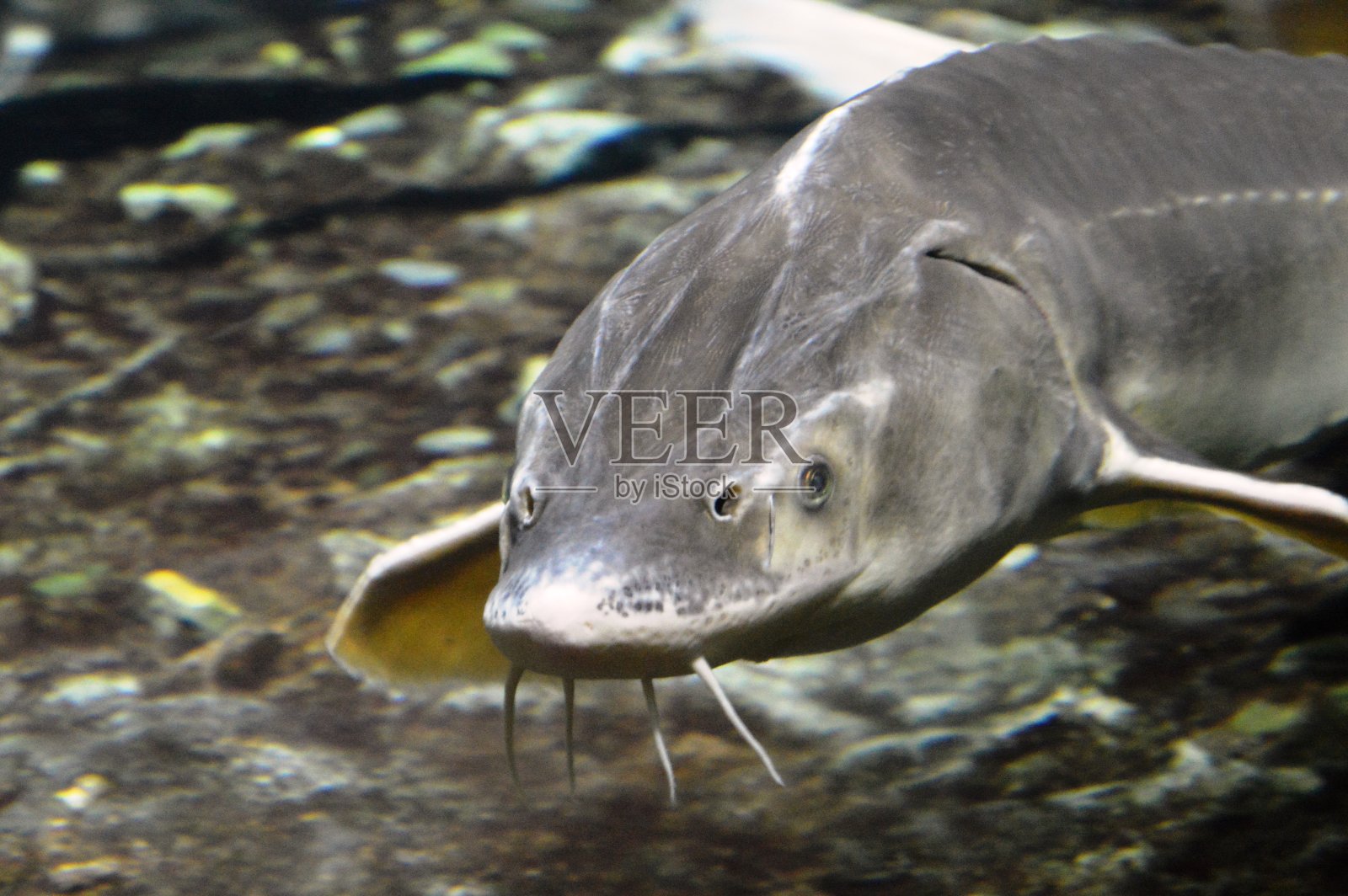 鲟鱼鱼照片摄影图片