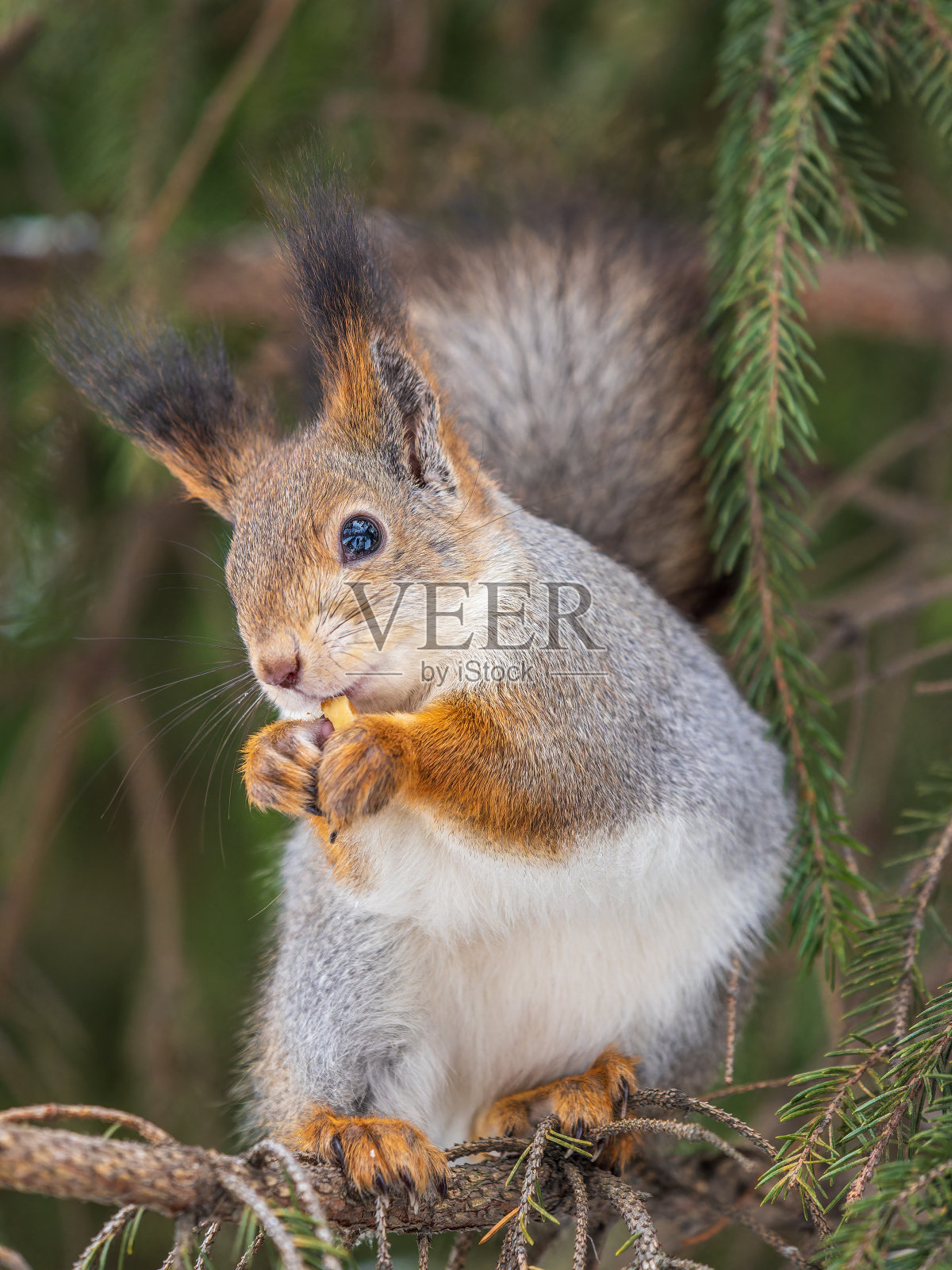 在冬天或深秋，带着坚果的松鼠栖息在树上。照片摄影图片