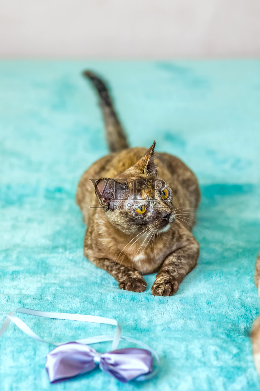 在一座城市的公寓楼里，一只活泼活泼的缅甸家猫。喜欢玩具和弓。一只快乐的宠物的眼睛在玩耍，想要攻击。照片摄影图片