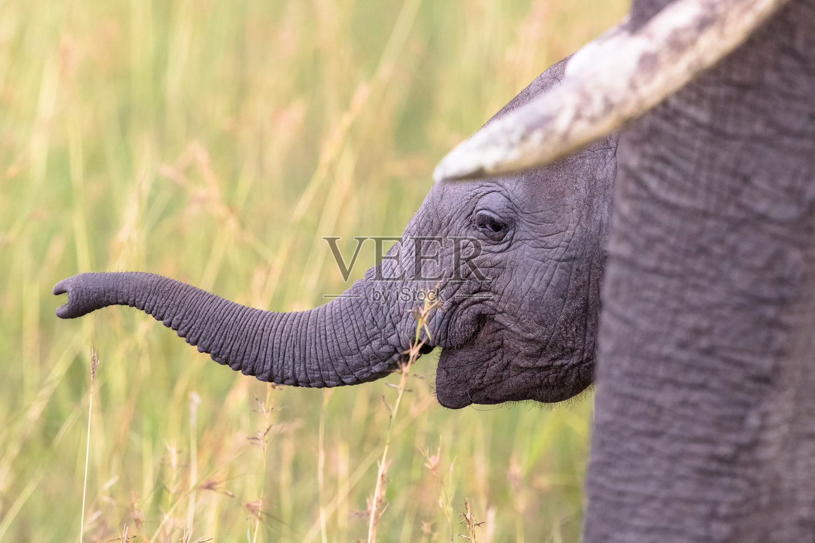 小象在妈妈身边的草地上照片摄影图片