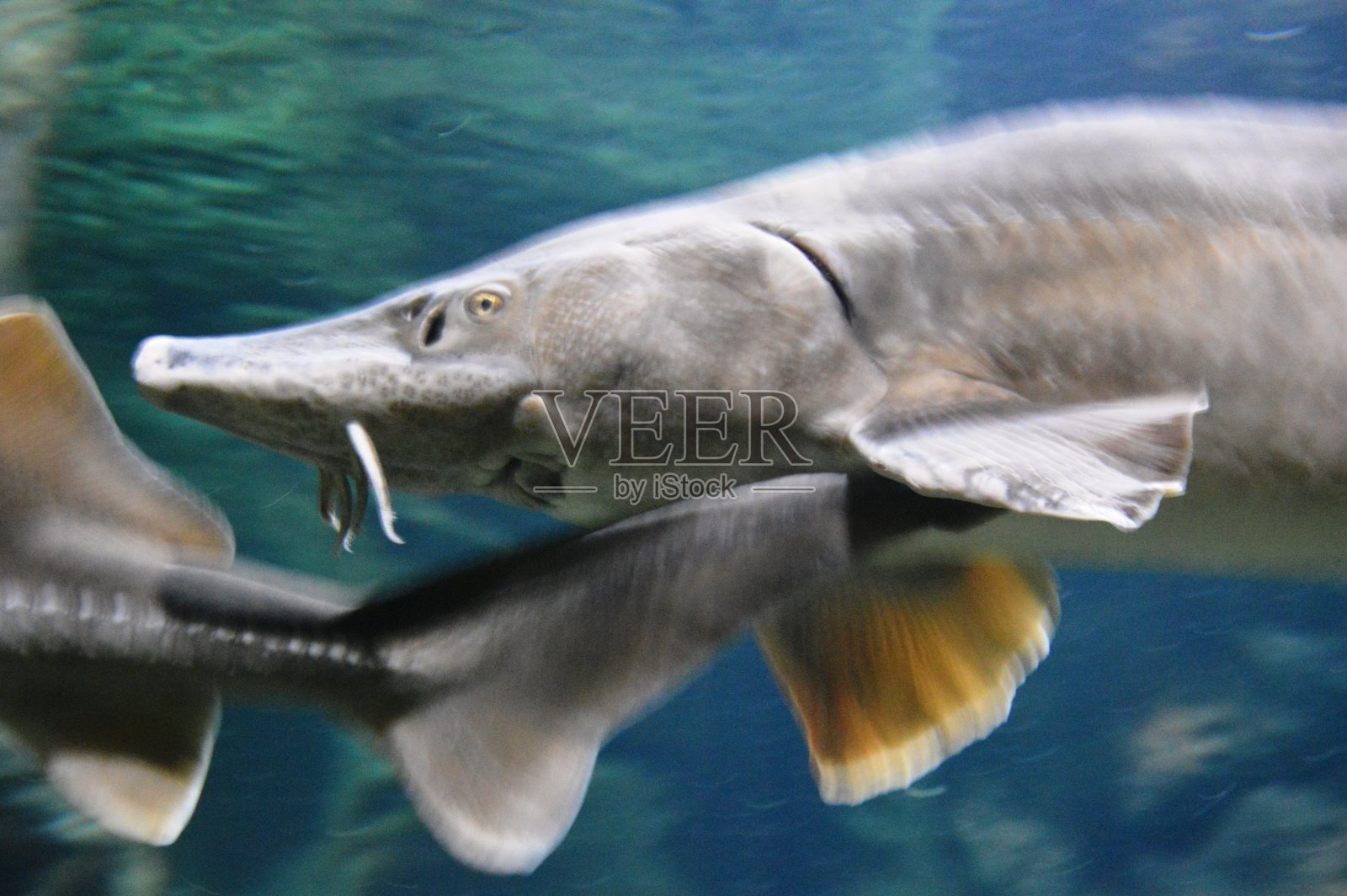 鲟鱼鱼照片摄影图片