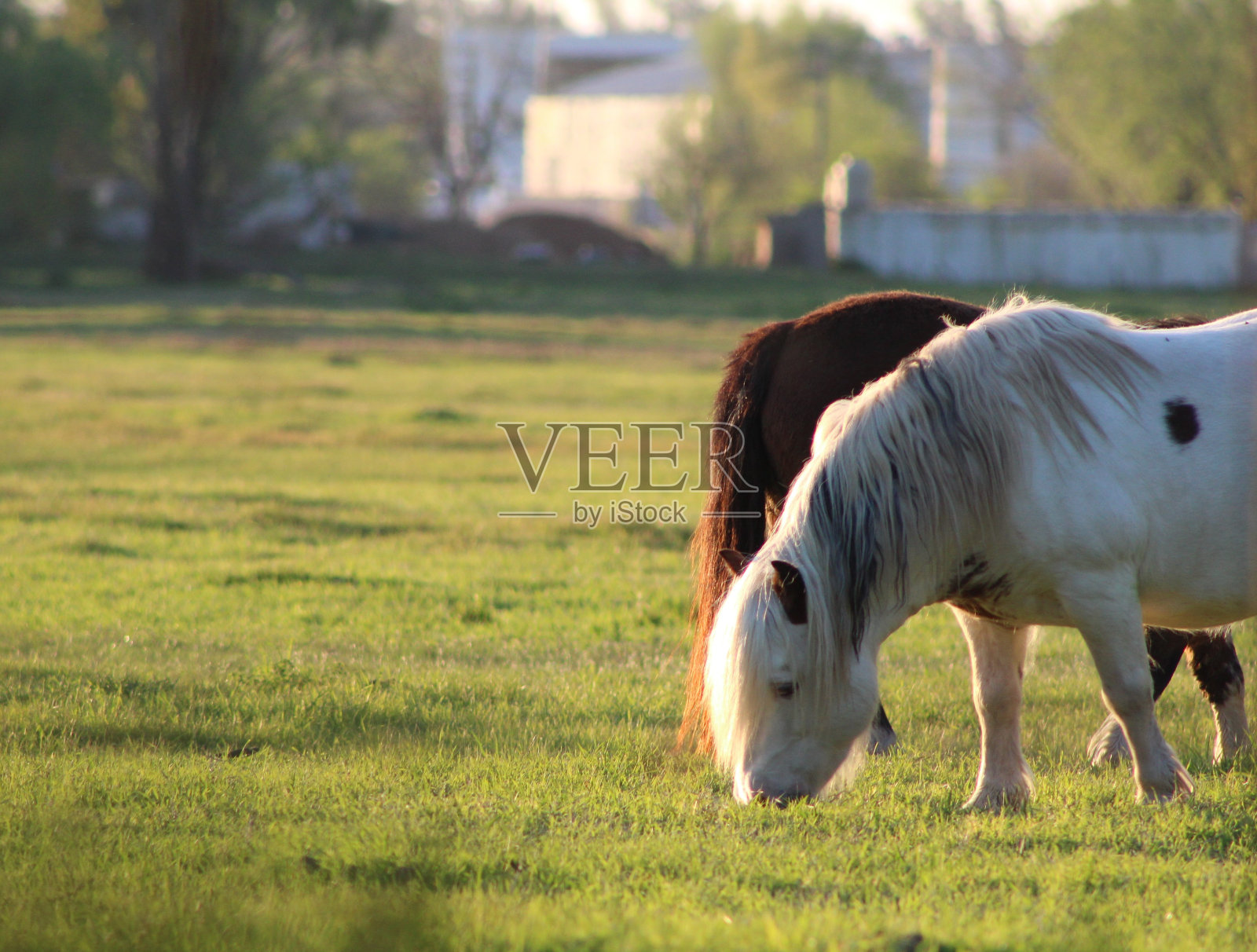 埃斯科瓦尔九号的绿色田野照片摄影图片