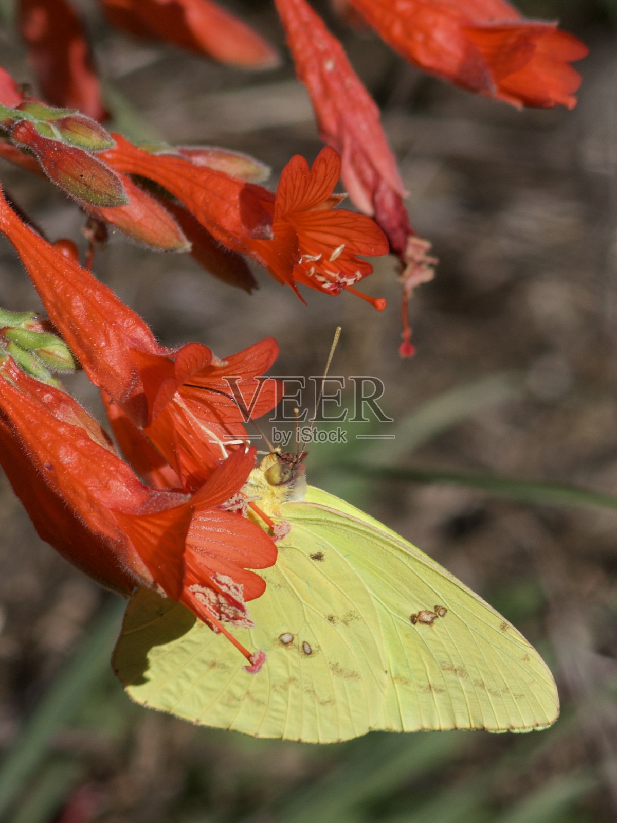 蝴蝶饮花蜜照片摄影图片