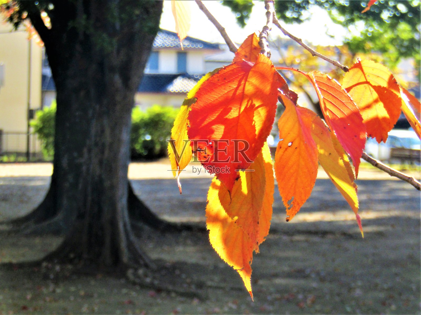 11月。秋天。Photoimpressionism。照片摄影图片