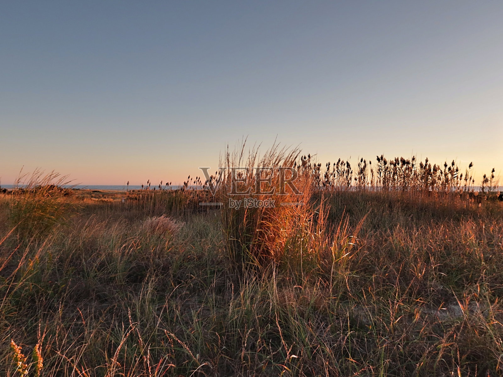 沙丘草黎明照片摄影图片