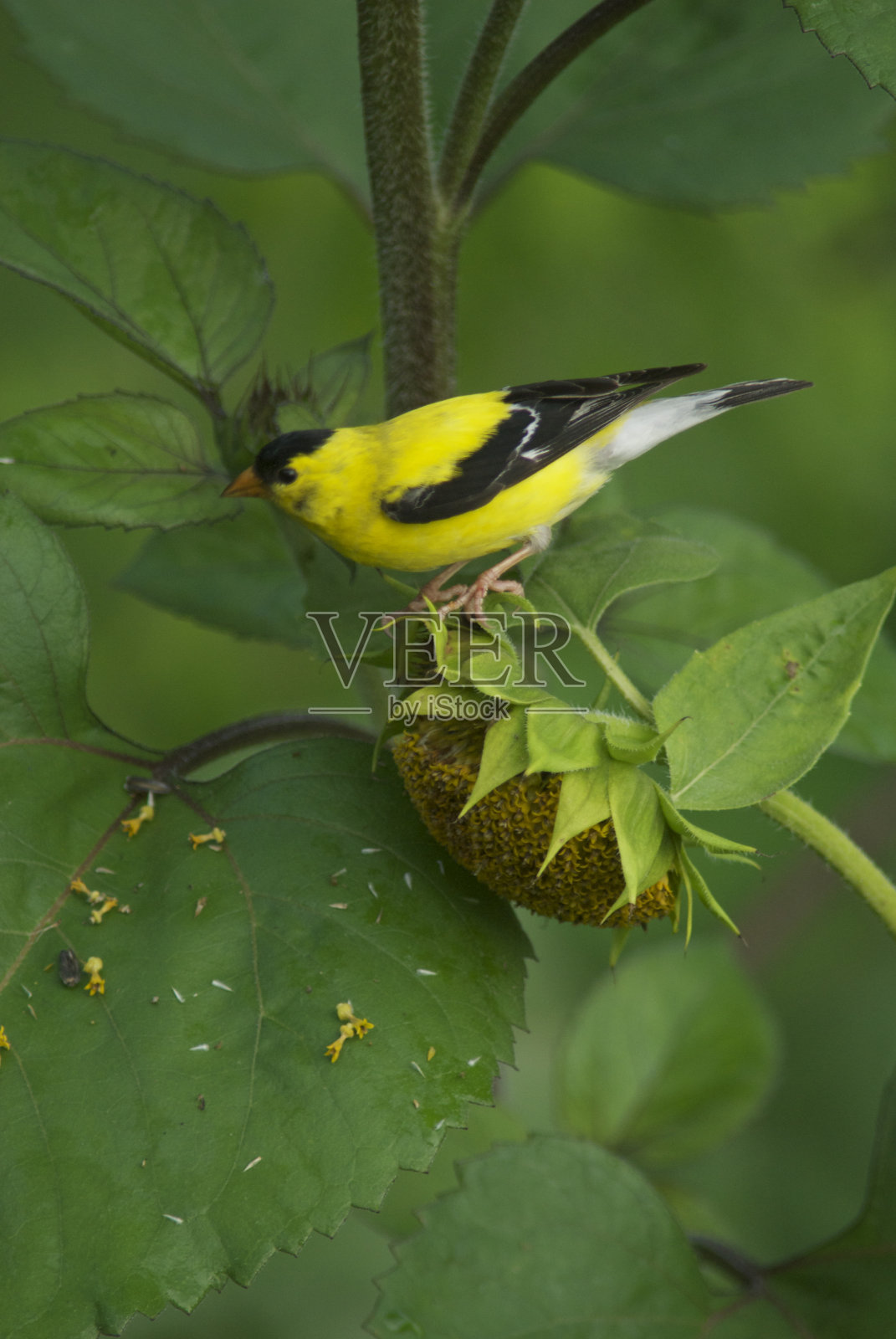 向日葵上的金翅雀照片摄影图片