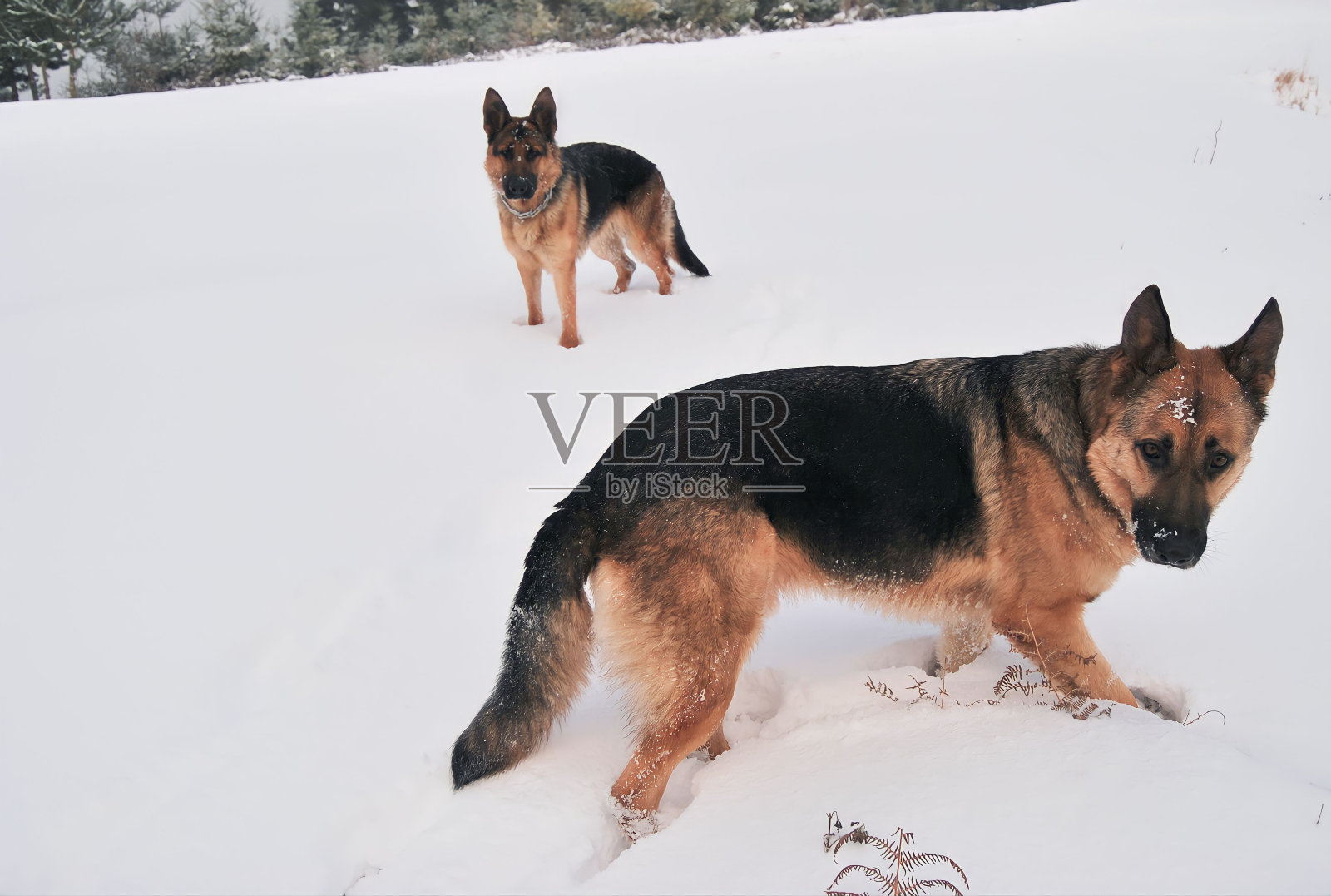 德国牧羊犬雪照片摄影图片