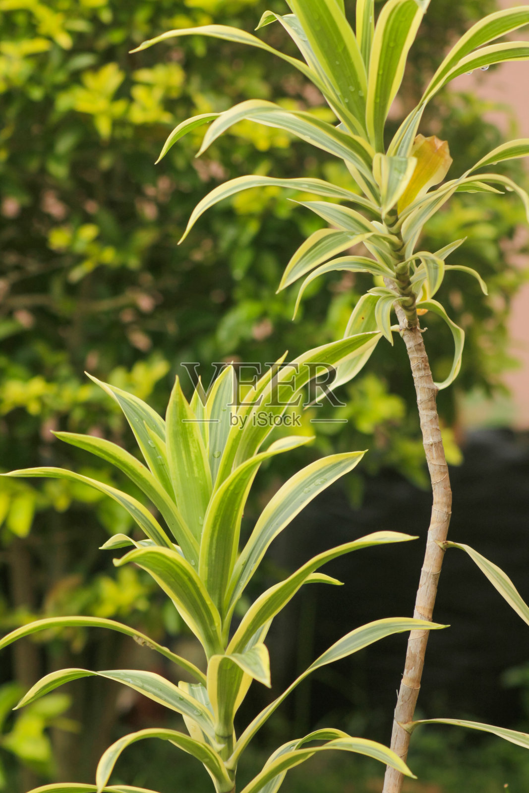 近景的龙血树反射植物的园艺和装饰的想法照片摄影图片