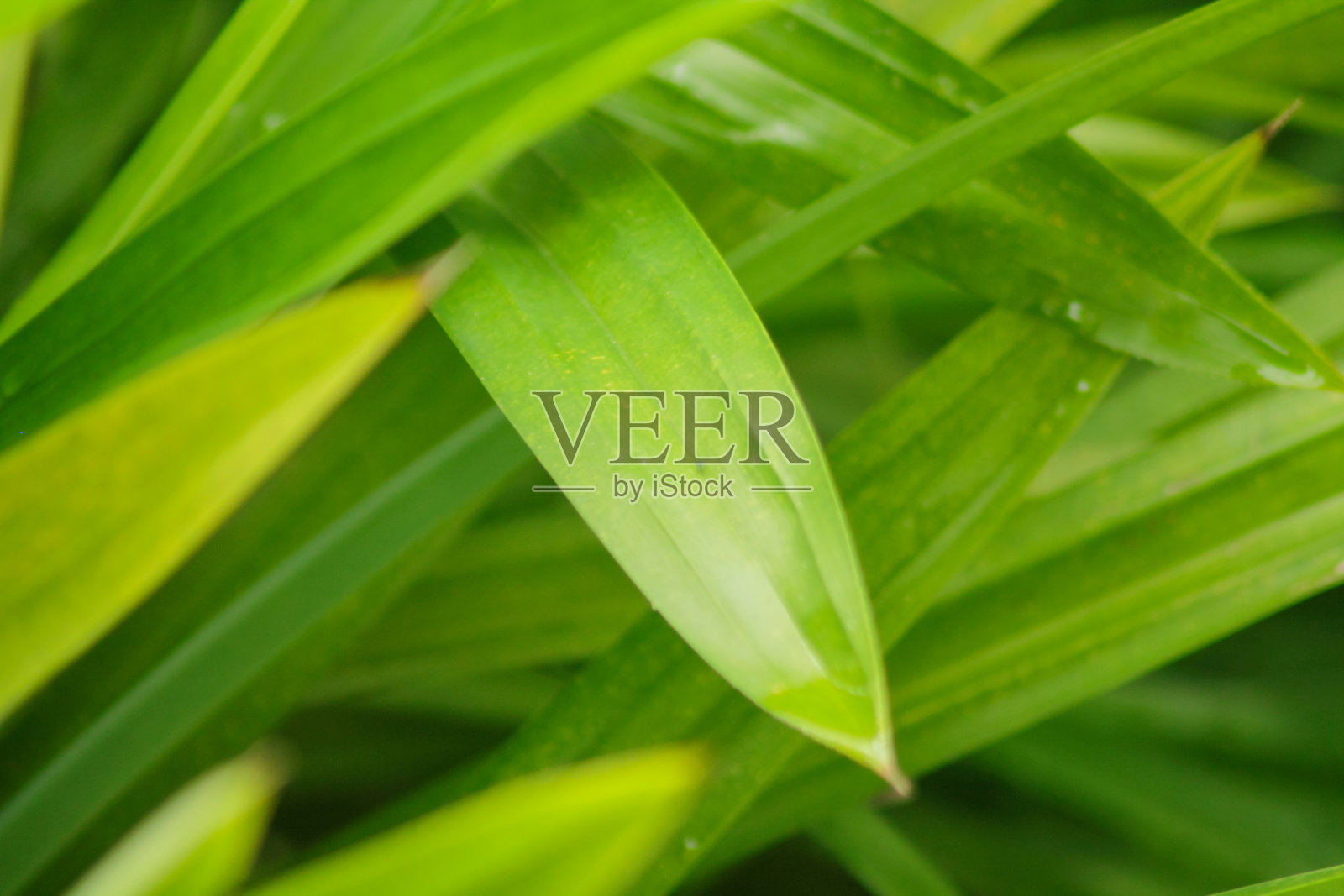 特写熊猫叶纹理背景。绿色的树叶与美丽的图案在丛林中有机的概念。热带花园中的天然植物。自然背景。香豆香叶。照片摄影图片