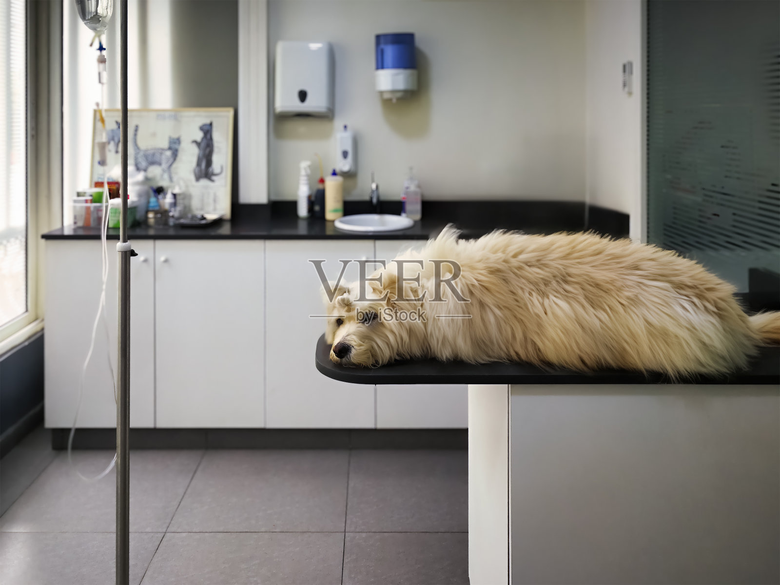 在兽医诊所的桌子上，一只被注射了镇静剂的白狗，旁边放着医疗设备。照片摄影图片