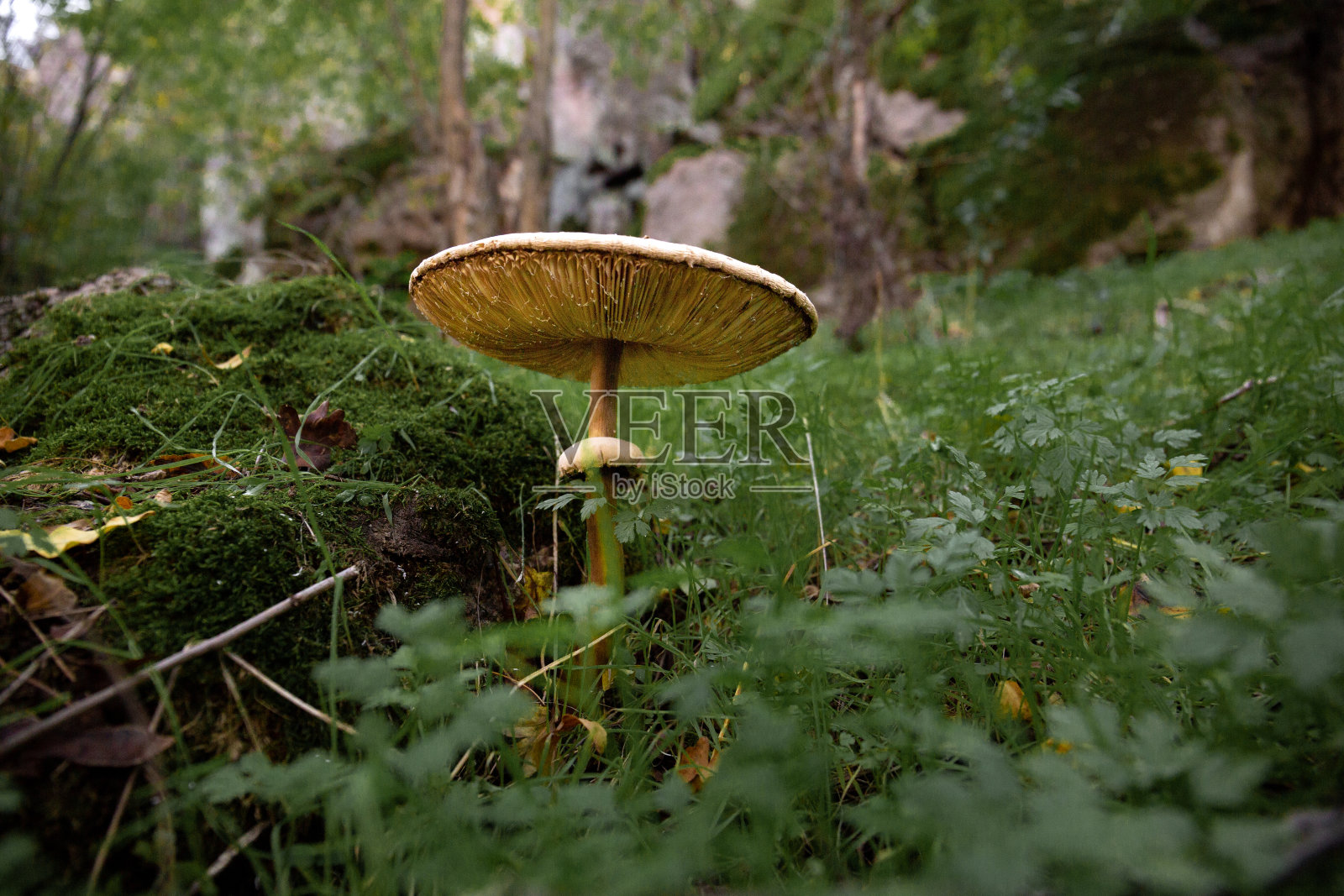 森林里的毒蘑菇毒菌。照片摄影图片