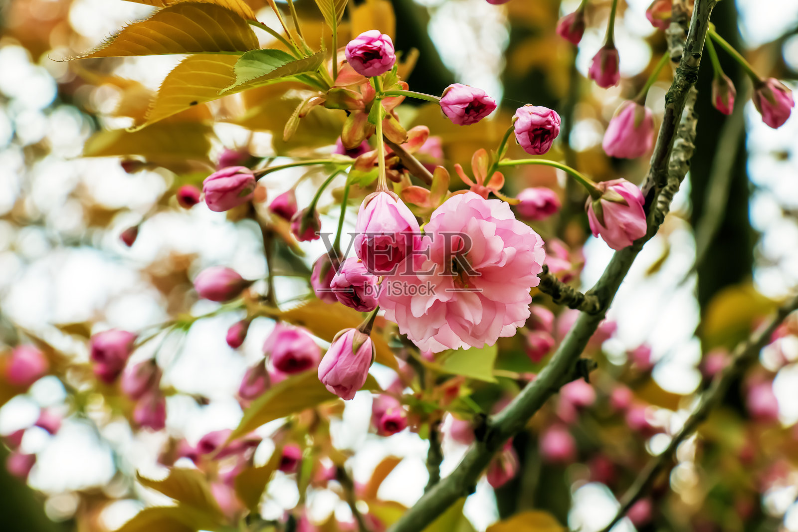 早春的樱或樱。嫩芽和花朵。照片摄影图片