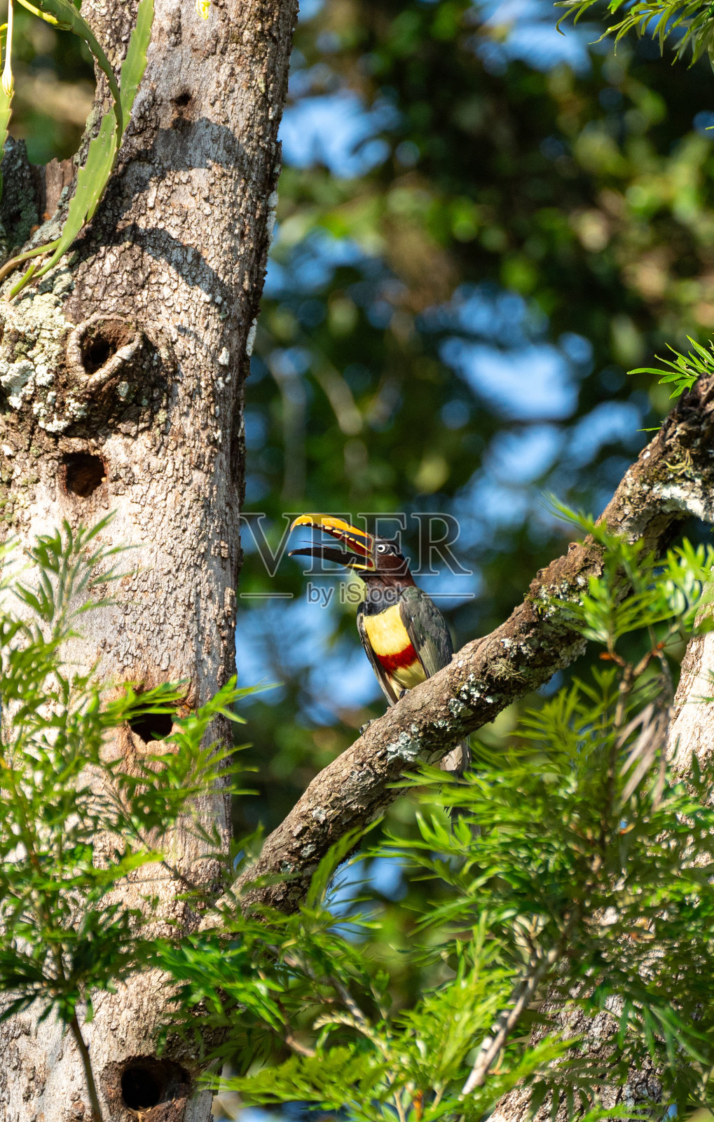 在南美洲阿根廷和巴西交界的伊瓜苏国家公园里，一只栗色耳朵的阿拉卡里巨嘴鸟站在令人叹为观止的伊瓜苏瀑布上照片摄影图片