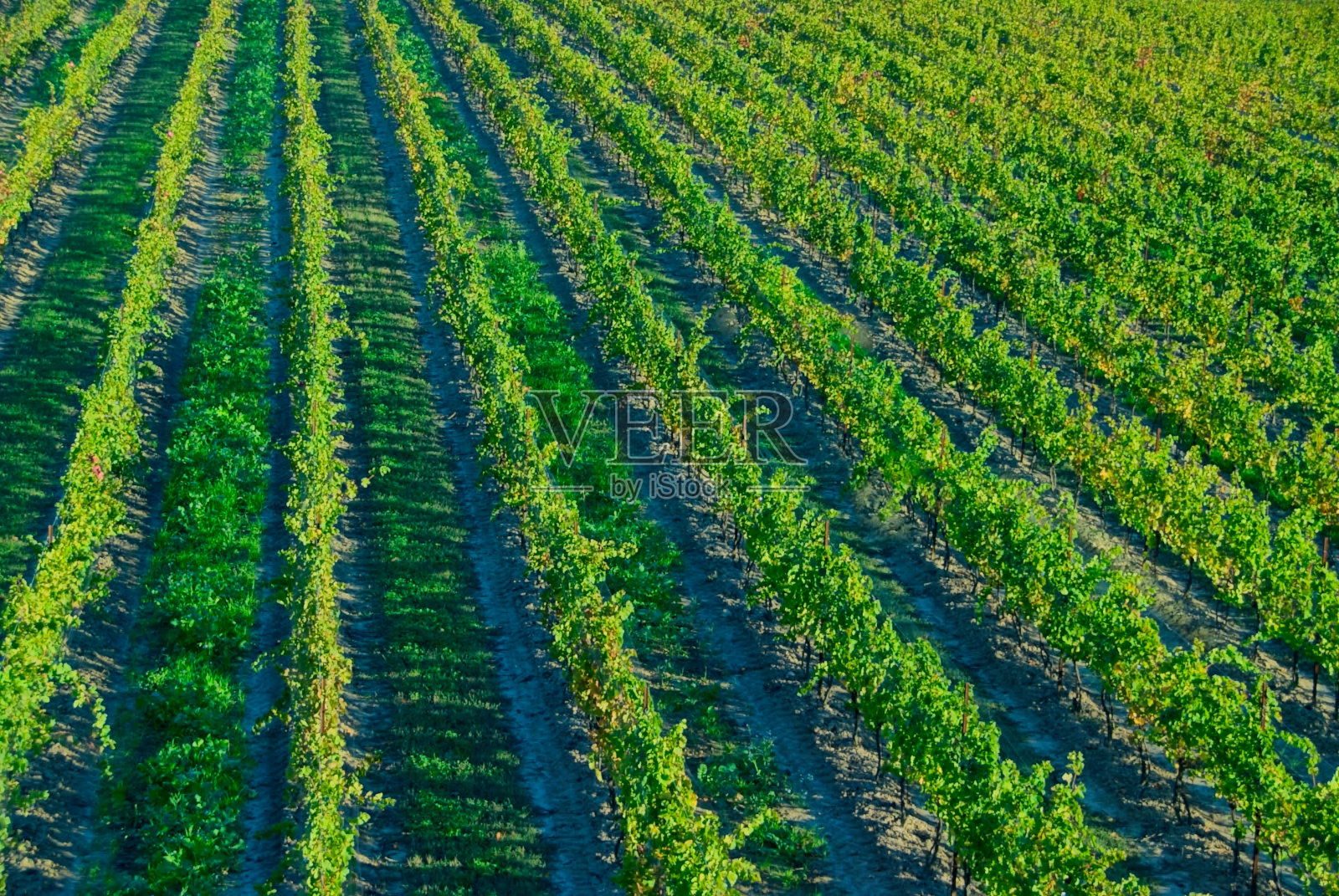 葡萄藤上长的葡萄照片摄影图片