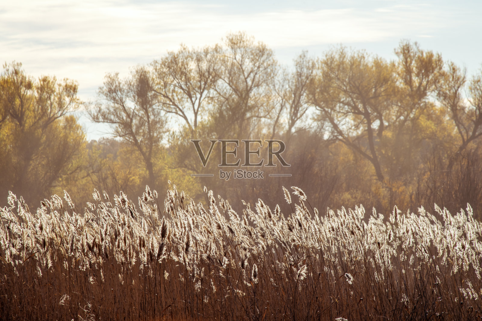 秋天的国家野生动物保护区照片摄影图片