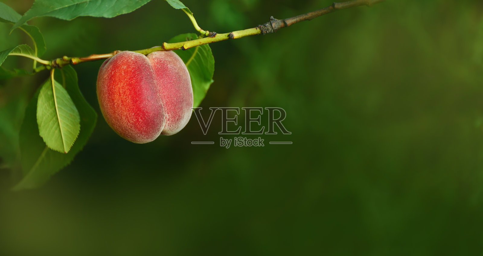 绿色花园里树枝上成熟的桃子。横幅。
自由的地方照片摄影图片