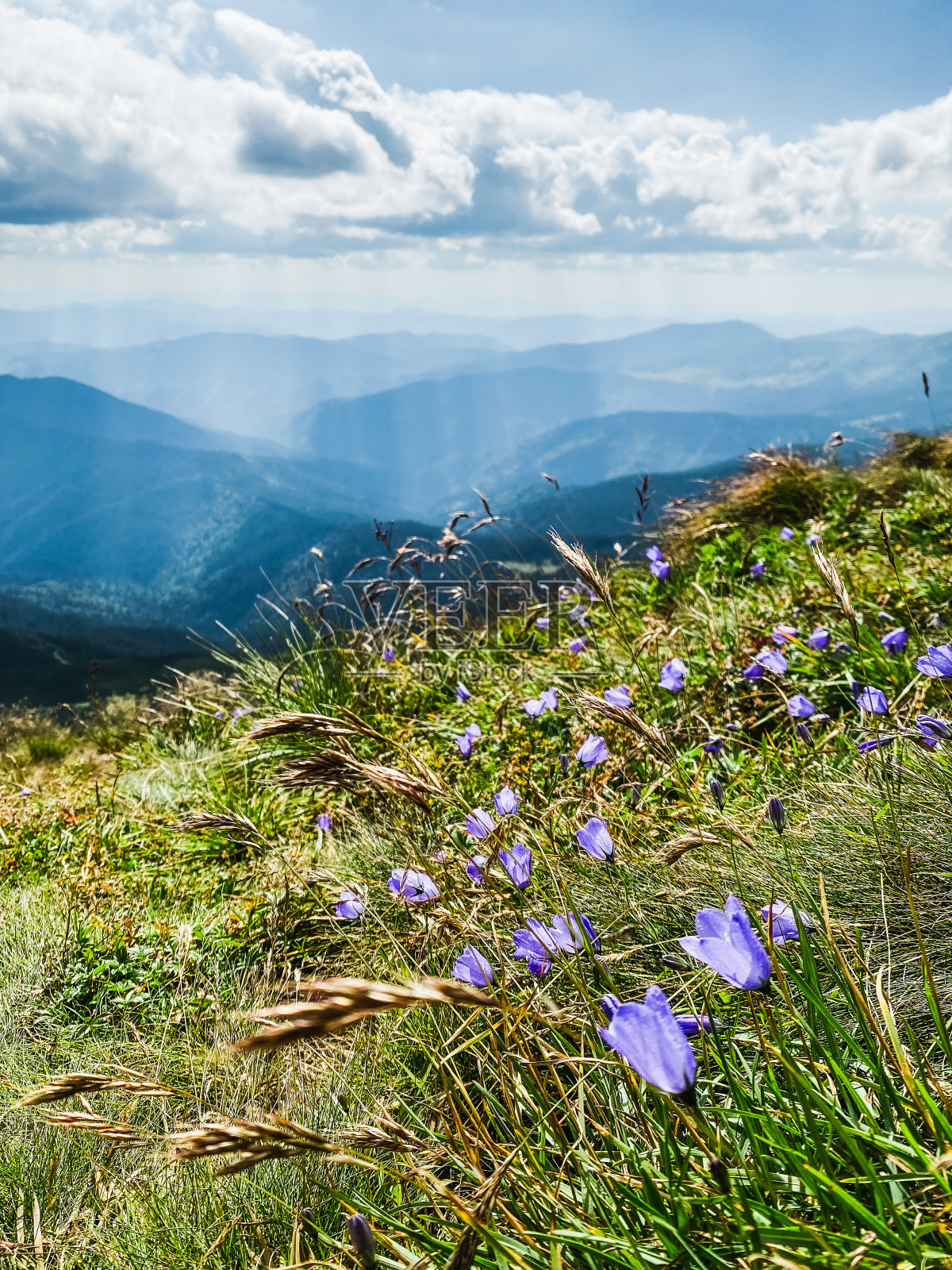 山顶上的紫罗兰照片摄影图片