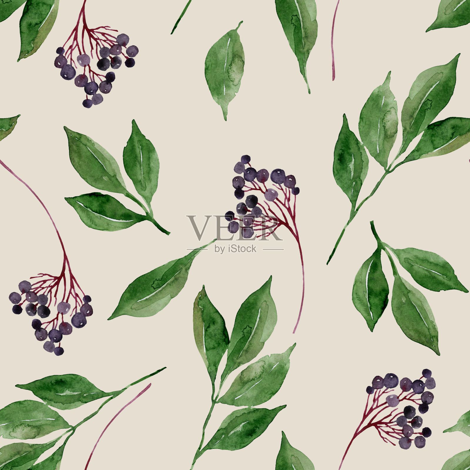接骨木水彩无缝图案插画图片素材
