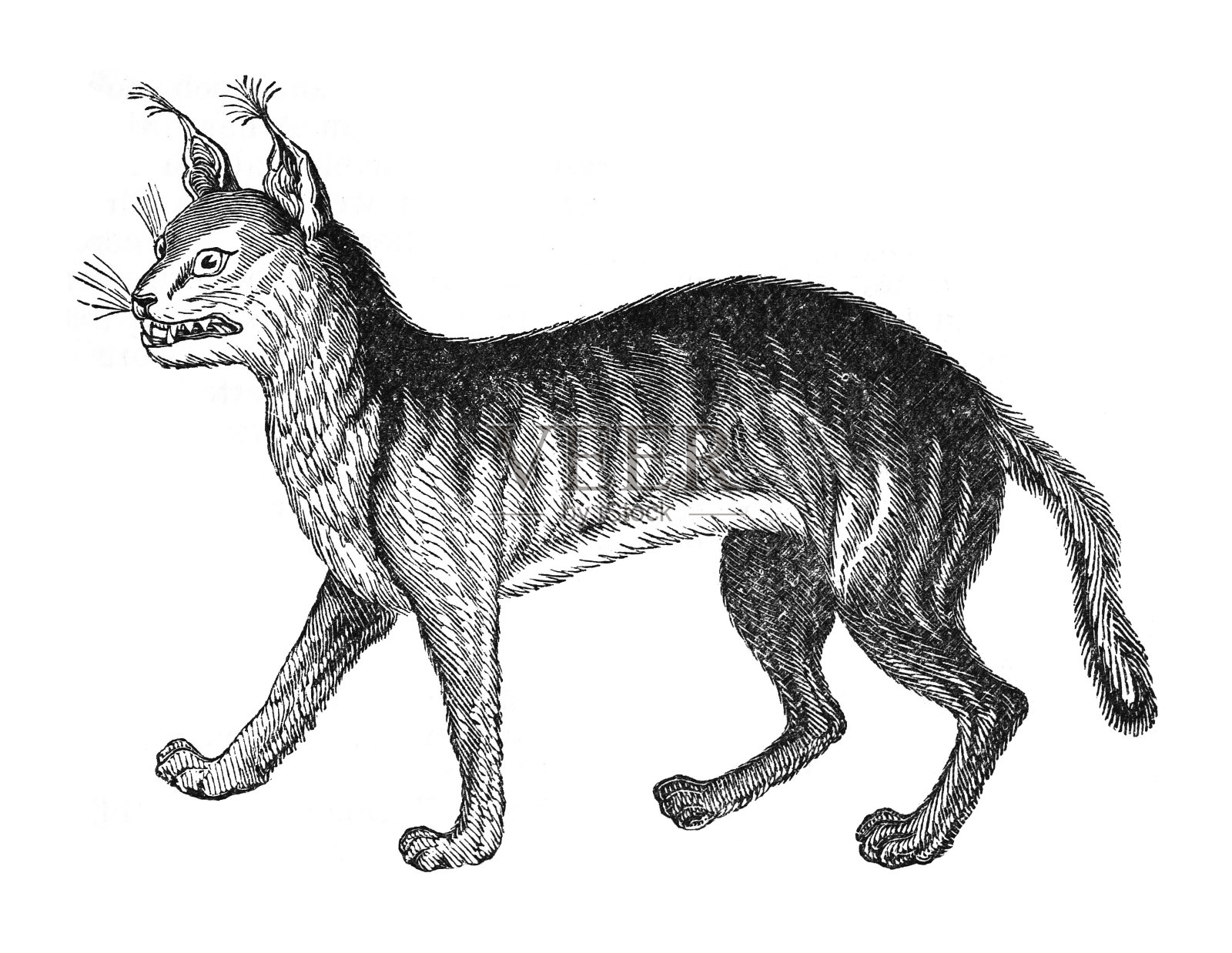 Caracal (Caracal Caracal) -复古雕刻插图孤立在白色背景上插画图片素材