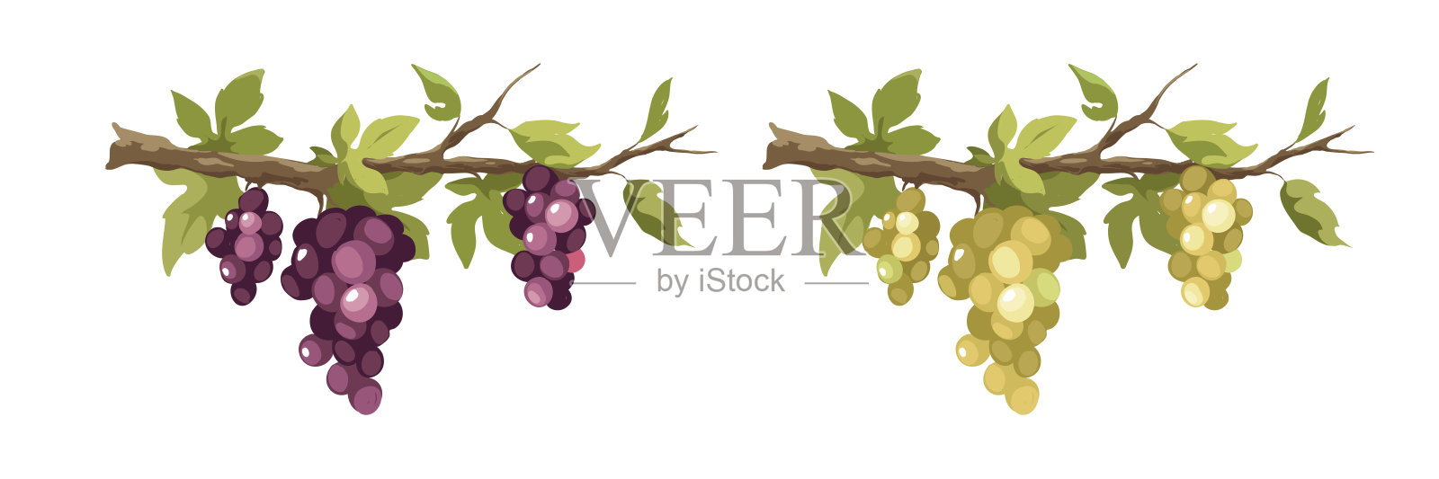 葡萄藤-矢量插图。插画图片素材