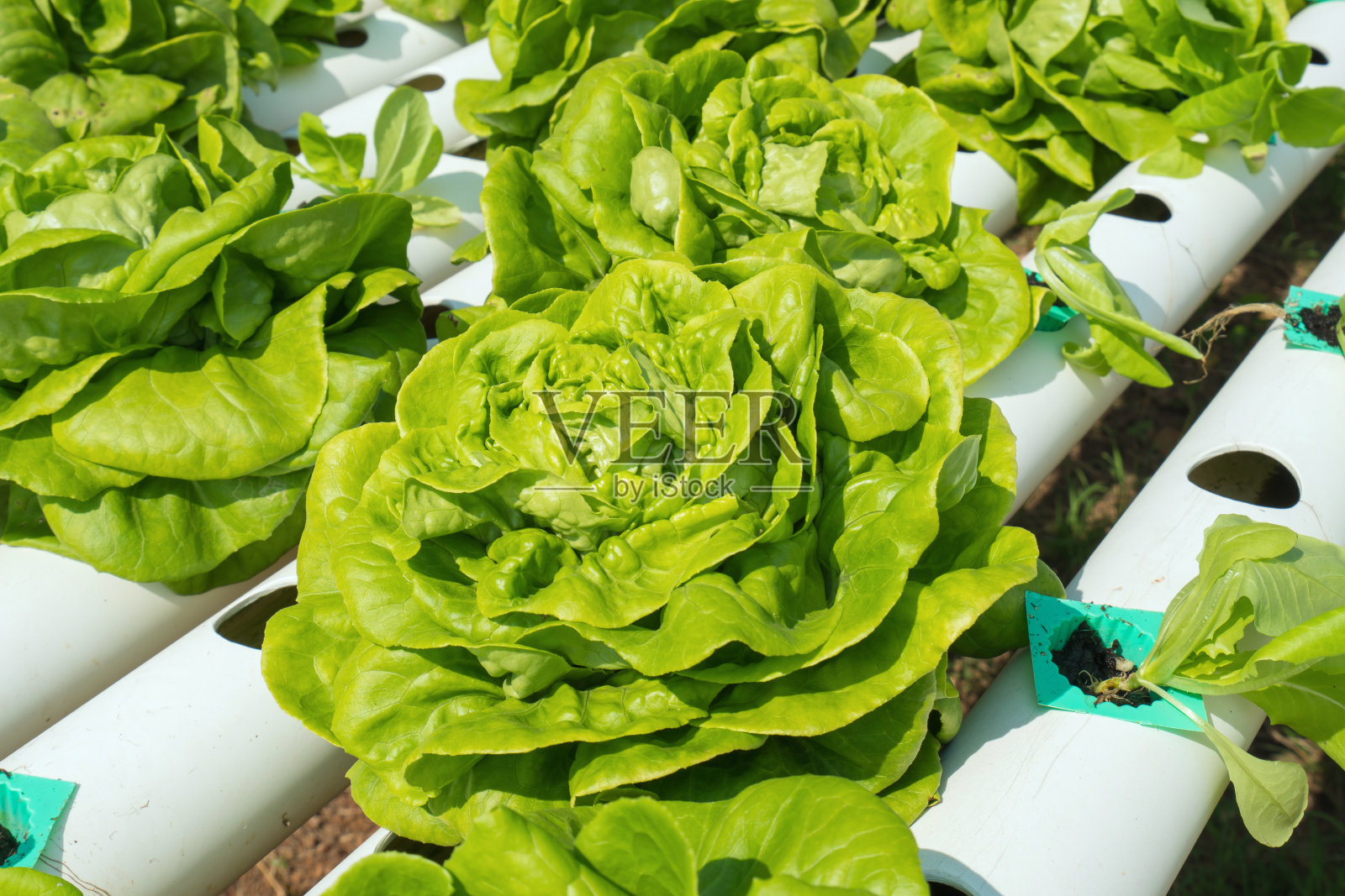 天然有机蔬菜和植物在农场种植，在家里种植生菜在塑料管，健康适当的营养照片摄影图片
