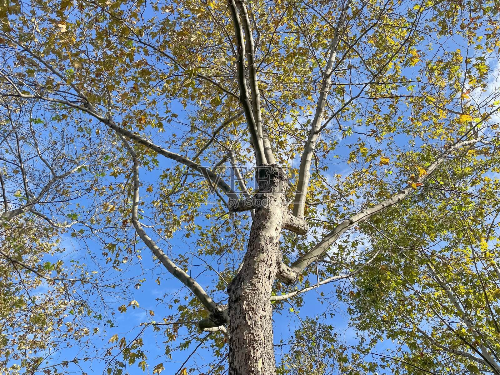 落叶树的舞伸向天空。照片摄影图片