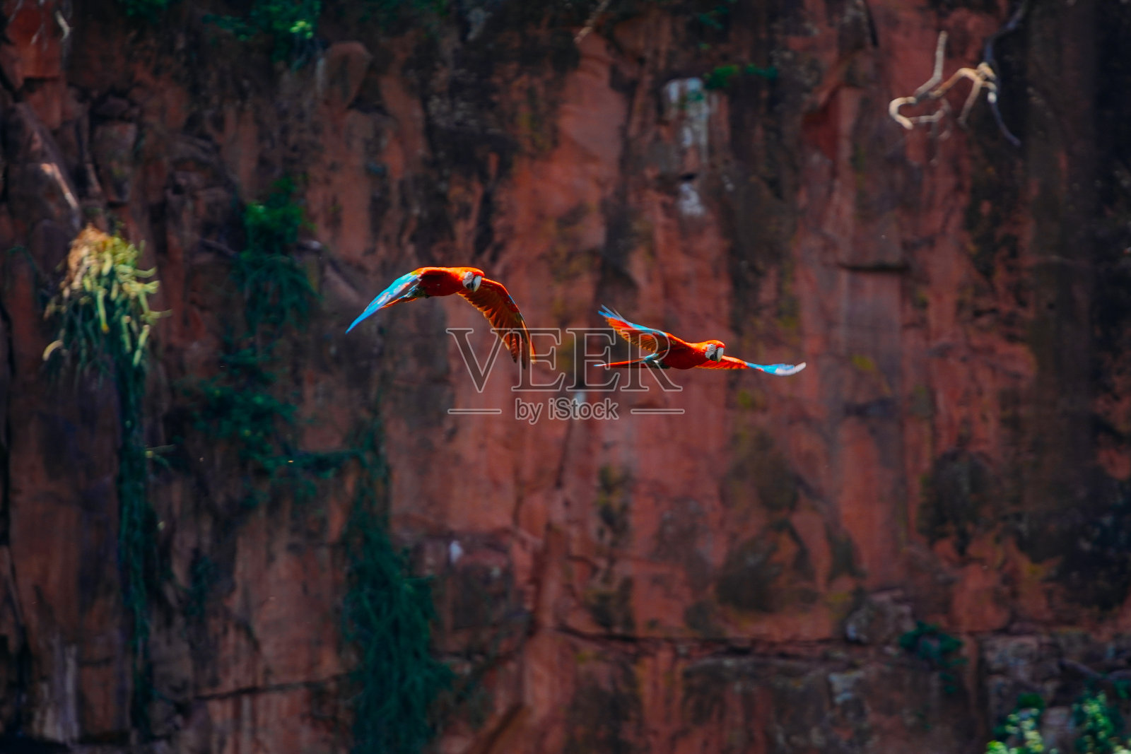 一对大猩红金刚鹦鹉在南马托格罗索州潘塔纳尔省贾尔丁市的布拉科达斯阿拉拉斯飞行。照片摄影图片