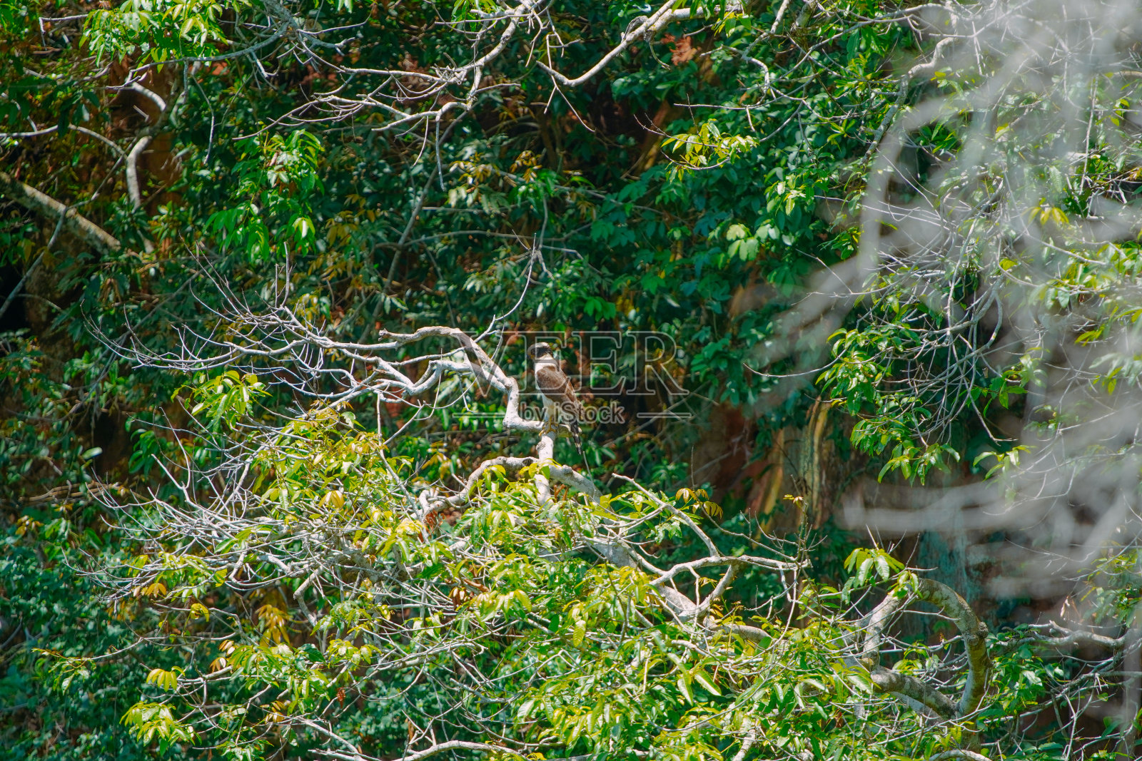 Acauã在南马托格罗索州潘塔纳尔的Jardim市的Buraco das Araras附近的大自然中被看到。照片摄影图片