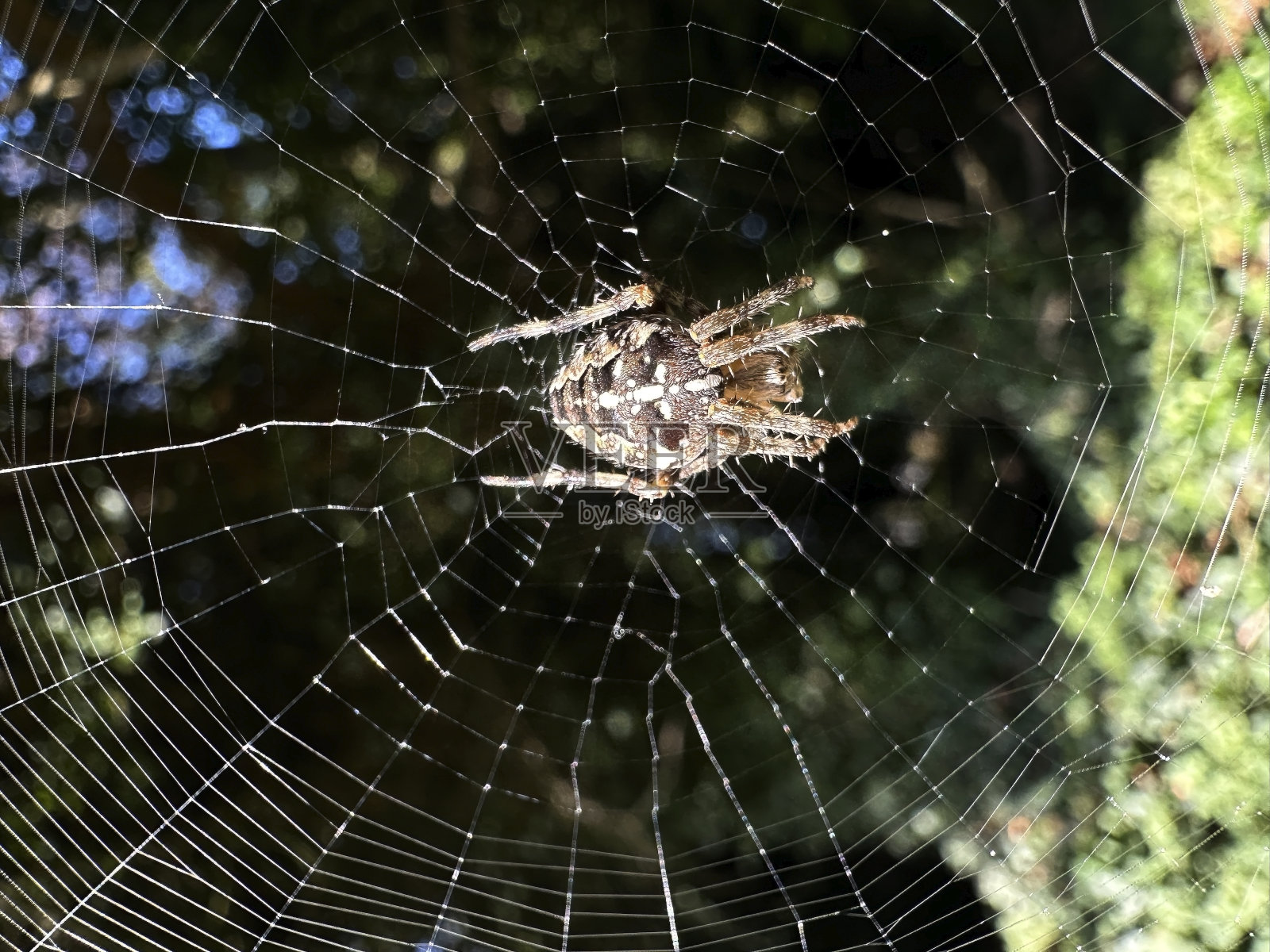 蜘蛛在阳光下坐在网的中央等待猎物照片摄影图片