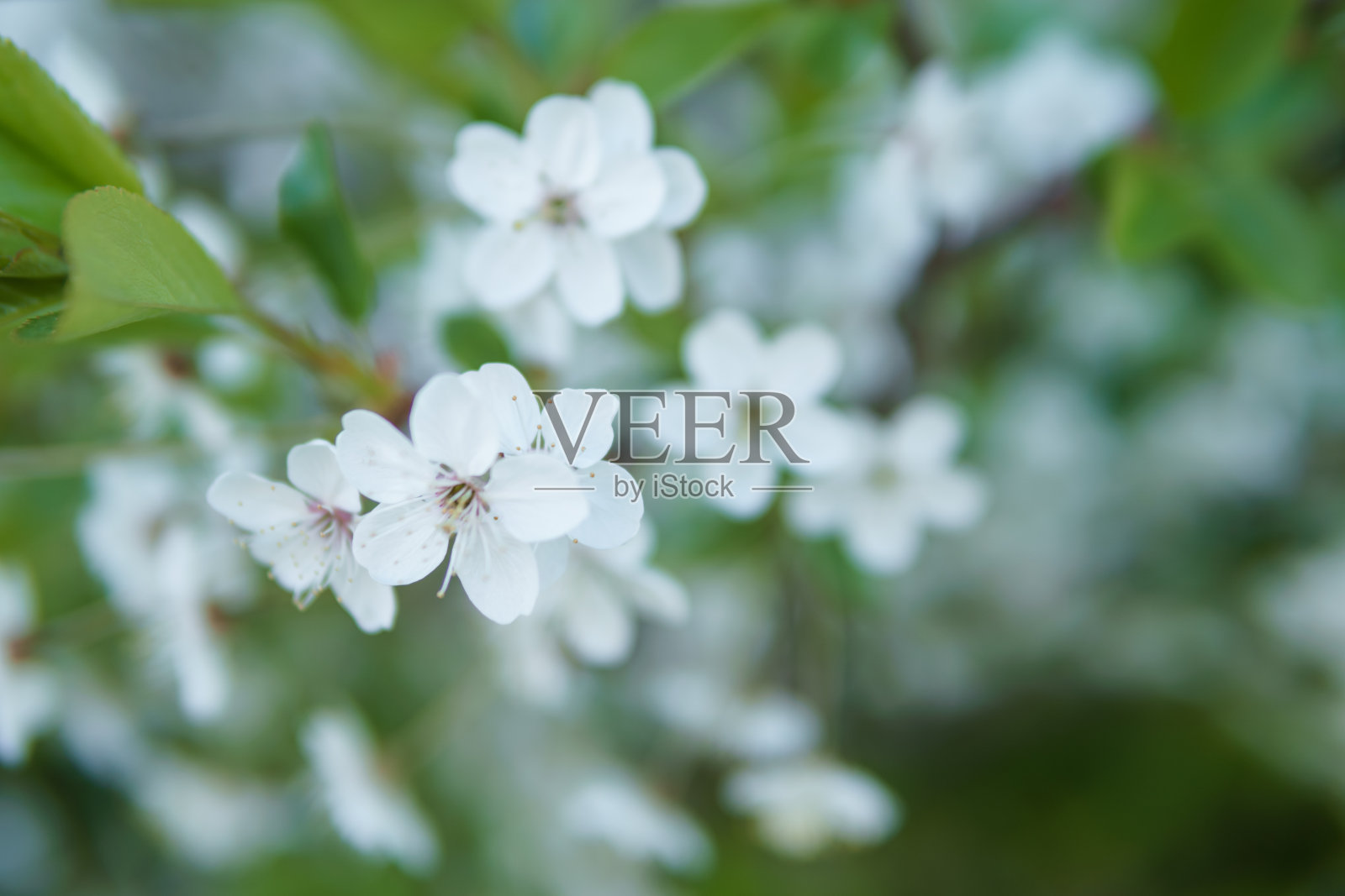 盛开的樱花枝头与白色的花朵特写，背景是春天的自然。植被的宏观图像，特写与景深。照片摄影图片