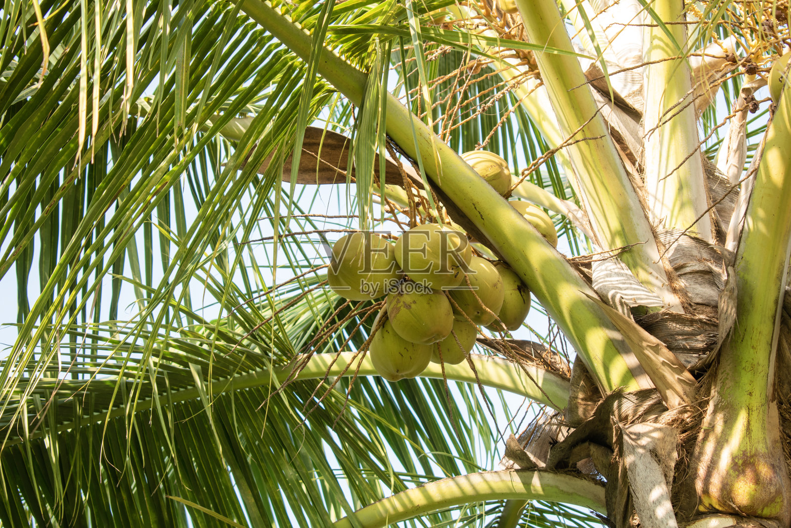 椰子果实挂在椰子树上准备使用。照片摄影图片