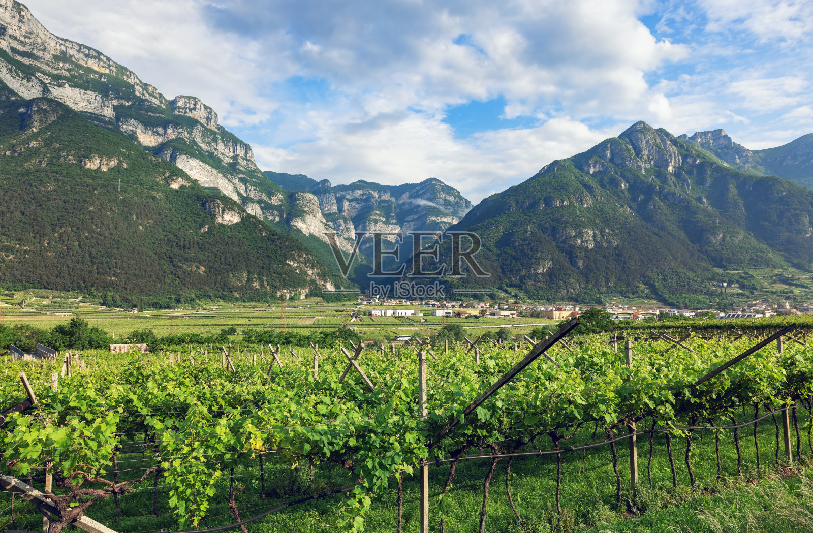 特伦托地区的山地葡萄园照片摄影图片