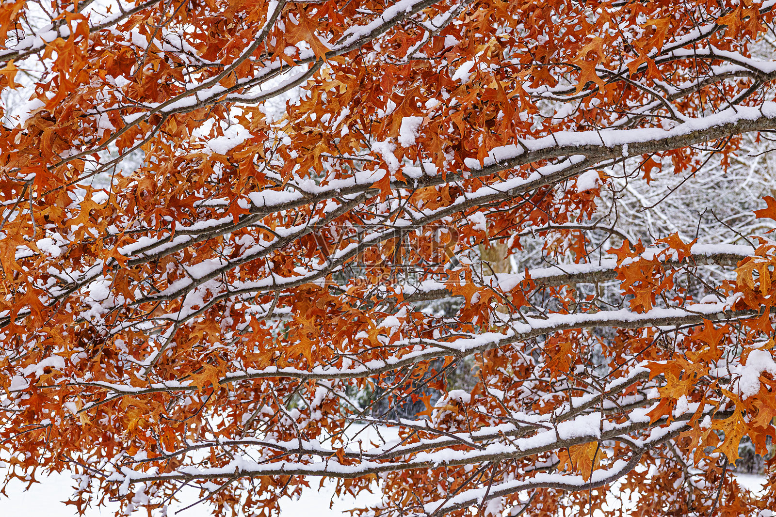 五彩缤纷的秋树被雪覆盖照片摄影图片