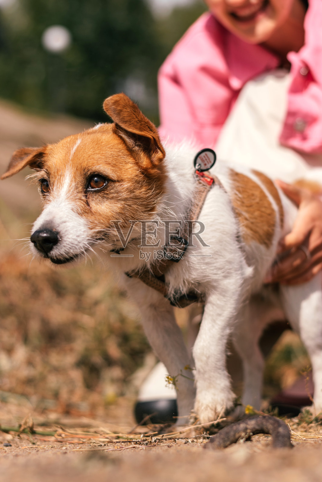 夏日公园里，一个女孩手里拿着一只杰克罗素小猎犬照片摄影图片