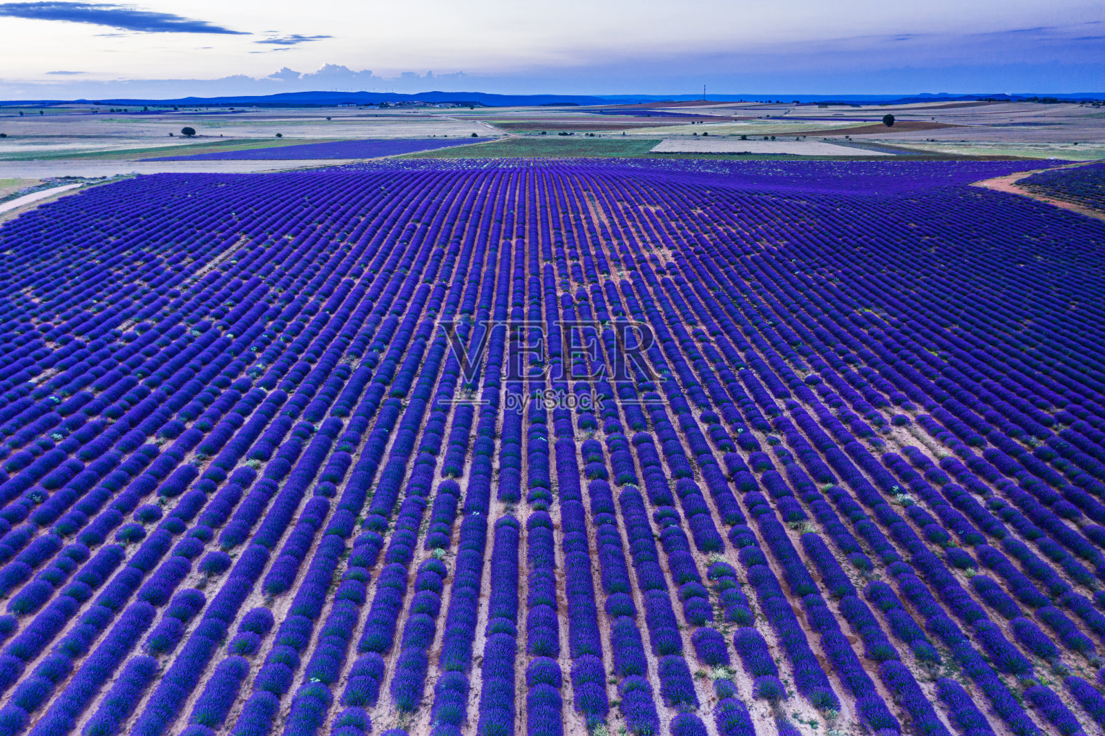 盛开的薰衣草田。鸟瞰一排排薰衣草灌木和乡村景观。Brihuega,西班牙。照片摄影图片