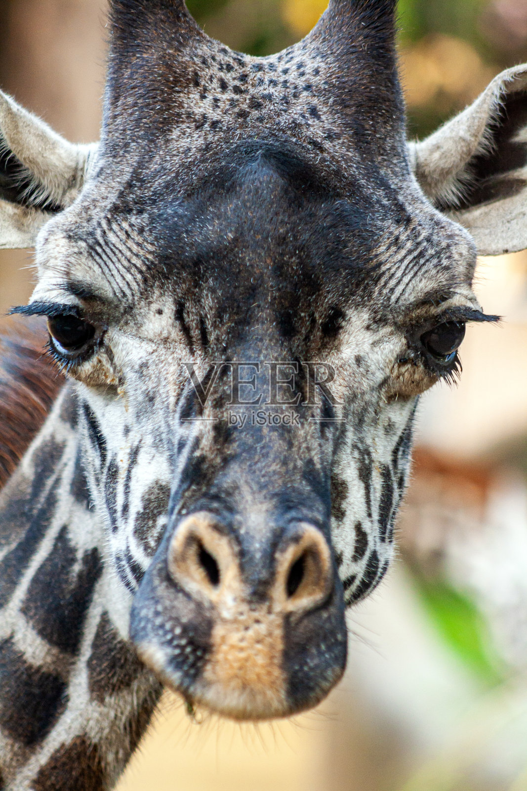 长颈鹿看着镜头照片摄影图片